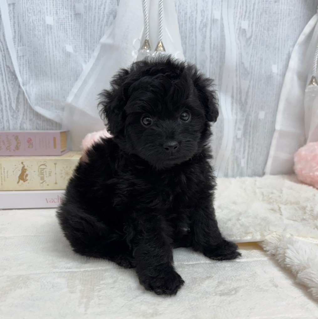 神奈川県のポメプー(ポメラニアン×プードル) (犬の家＆猫の里相模原店/2025年7月26日生まれ/男の子/ブラック)の子犬の2枚目の画像