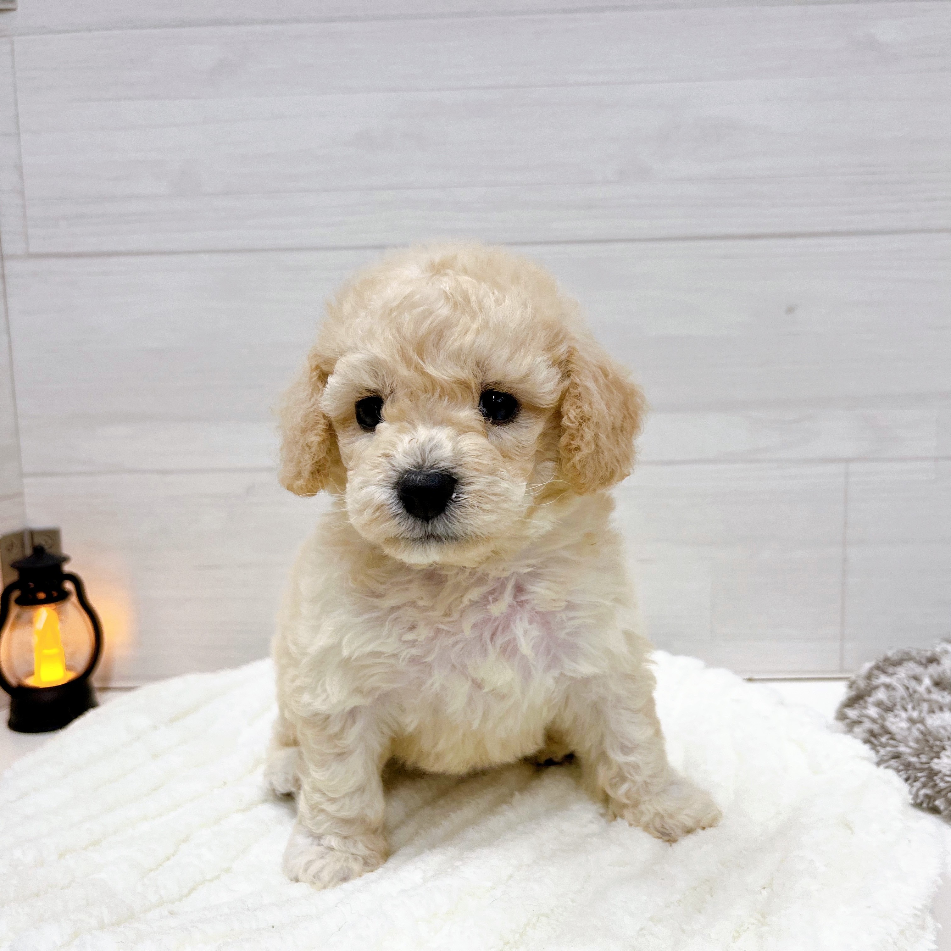 石川県のビションプー(ビションフリーゼ×プードル) (犬の家＆猫の里アミーゴ金沢おこばた店/2025年7月29日生まれ/男の子/クリーム)の子犬の2枚目の画像
