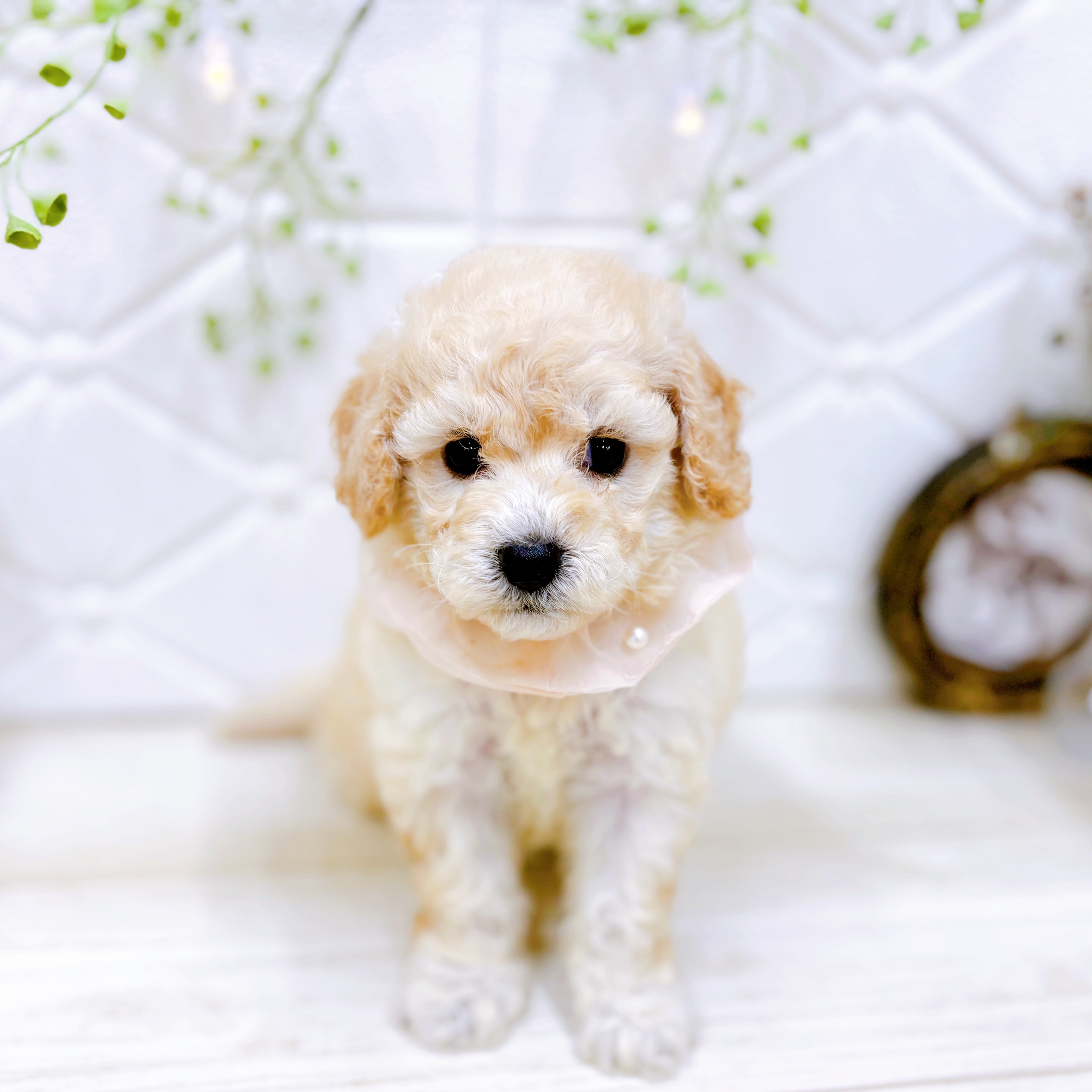 福井県のビションプー(ビションフリーゼ×プードル) (犬の家＆猫の里アミーゴ福井店/2025年7月29日生まれ/女の子/クリーム)の子犬の1枚目の画像