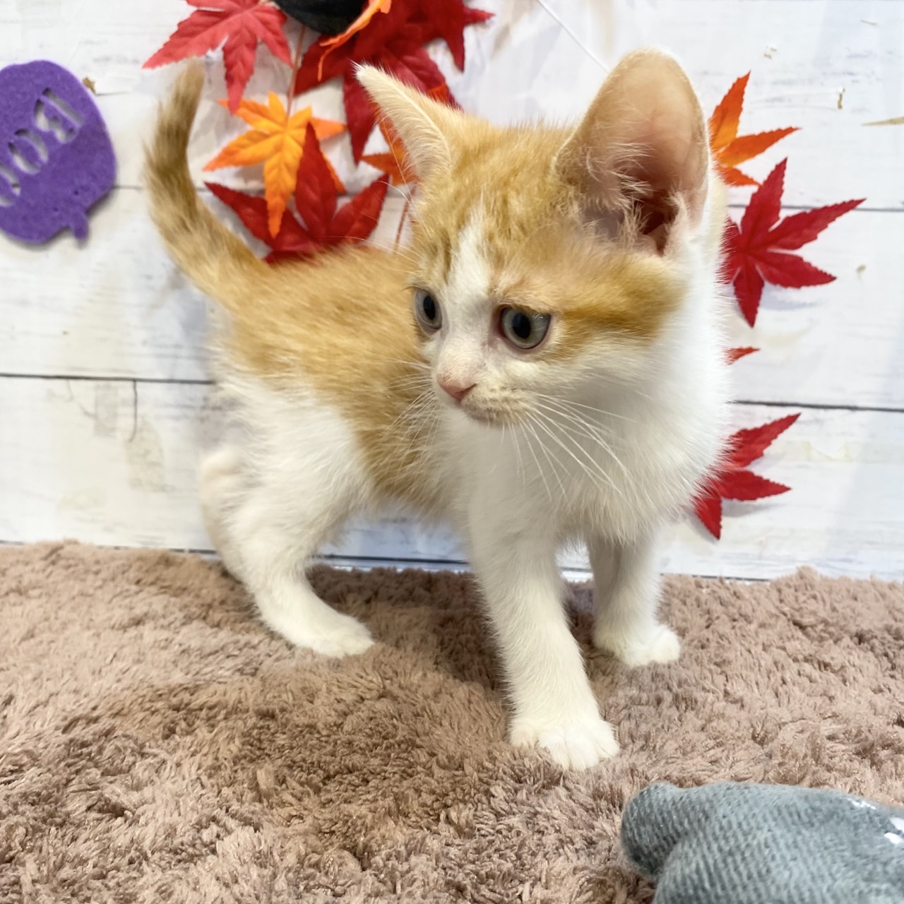 長野県のミヌエット (犬の家＆猫の里カインズ梓川店/2025年7月29日生まれ/男の子/レッドタビーホワイト)の子猫の2枚目の画像