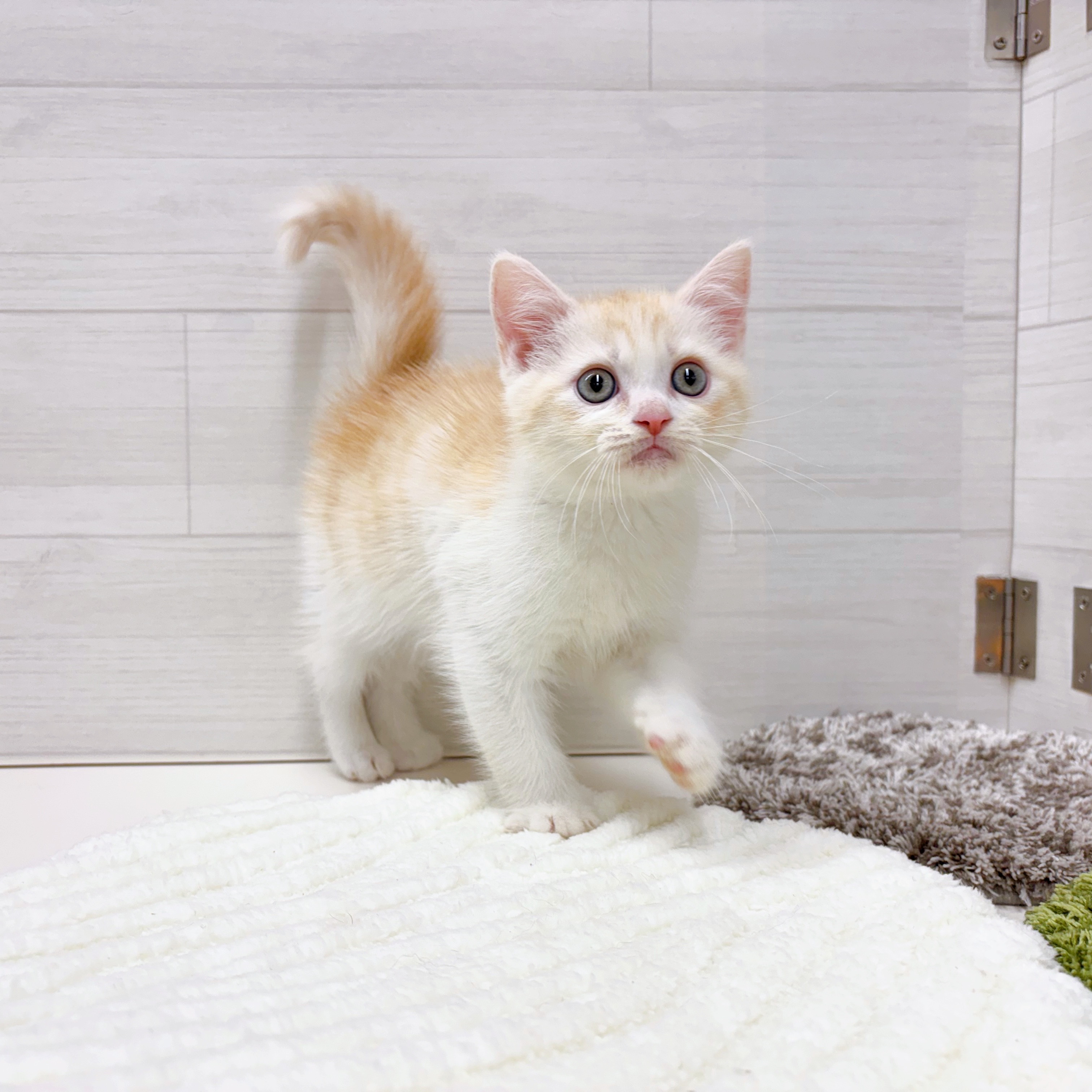 石川県のミヌエット (犬の家＆猫の里アミーゴ金沢おこばた店/2025年7月29日生まれ/男の子/クリームタビーホワイト)の子猫の2枚目の画像
