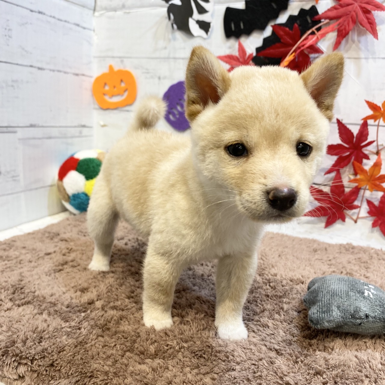 長野県の豆柴 (犬の家＆猫の里カインズ梓川店/2025年7月28日生まれ/男の子/白)の子犬の2枚目の画像