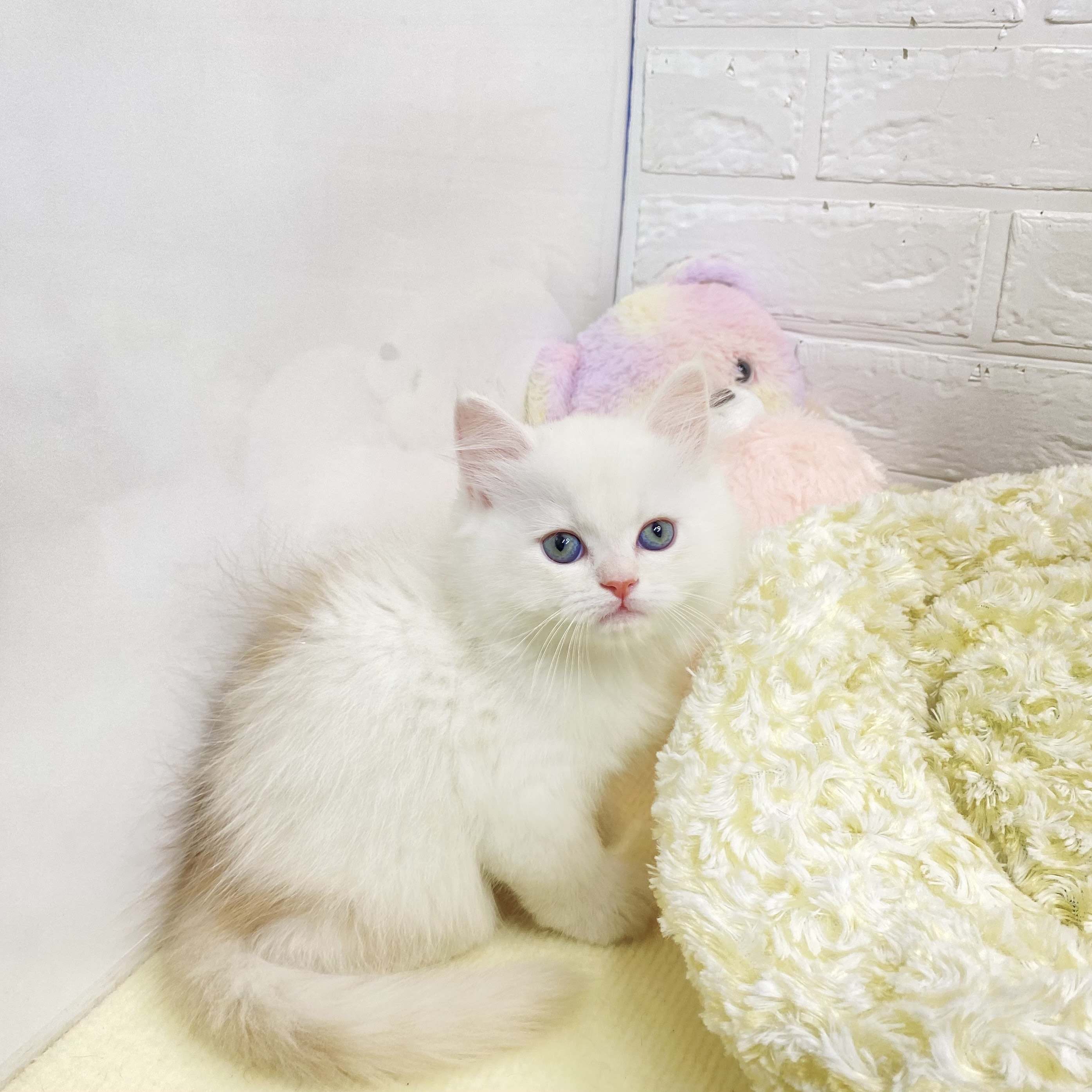 長野県のミヌエット (犬の家＆猫の里長野店/2025年7月28日生まれ/男の子/カメオタビーホワイト)の子猫の2枚目の画像