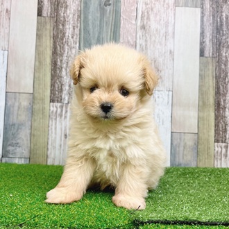 静岡県のポメプー(ポメラニアン×プードル) (犬の家＆猫の里マークイズ静岡店/2025年7月29日生まれ/男の子/クリーム)の子犬の1枚目の画像