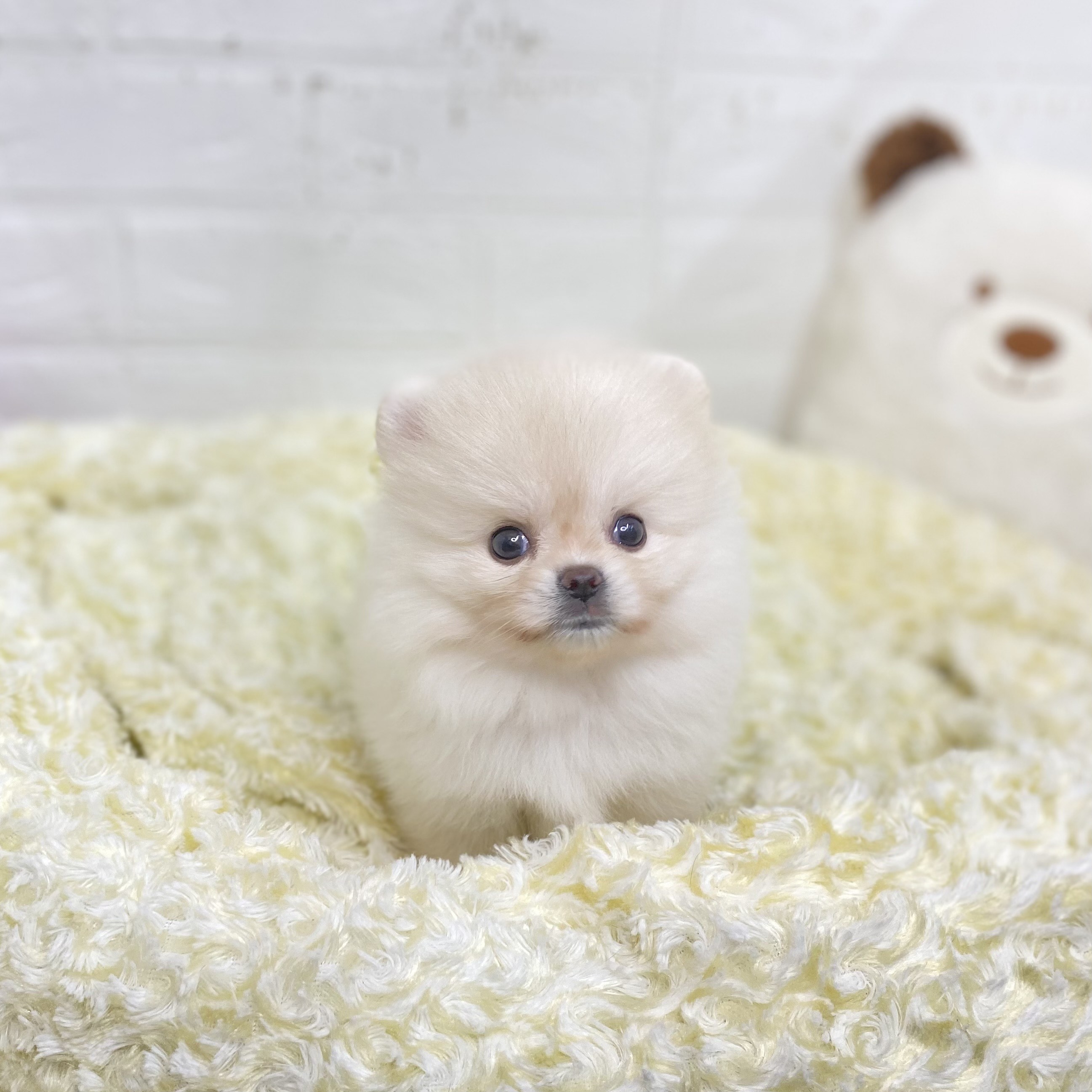 長野県のポメラニアン (犬の家＆猫の里長野店/2025年7月27日生まれ/女の子/クリーム)の子犬の2枚目の画像