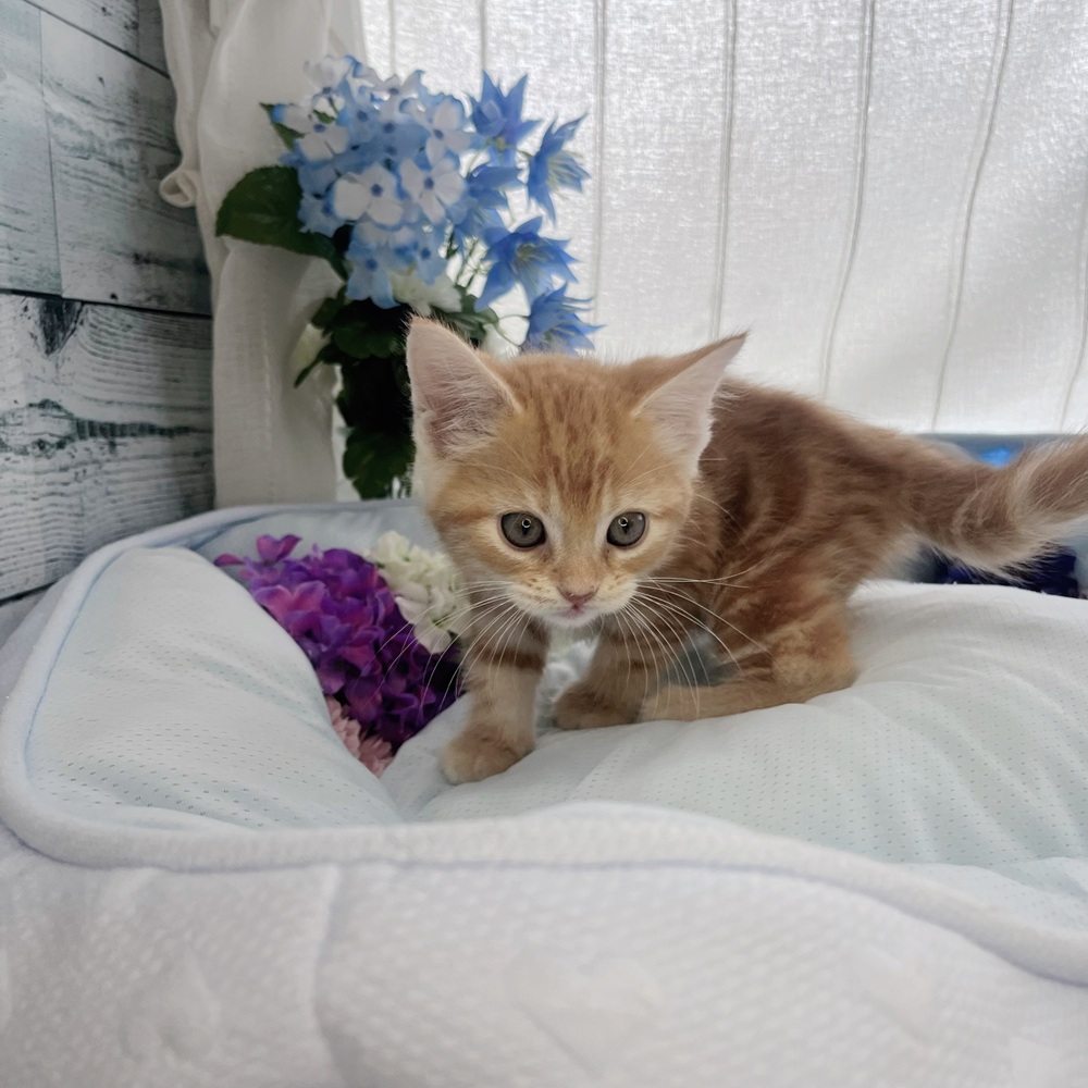 長野県のマンチカン (犬の家＆猫の里塩尻店/2025年7月24日生まれ/女の子/レッドタビー)の子猫の2枚目の画像