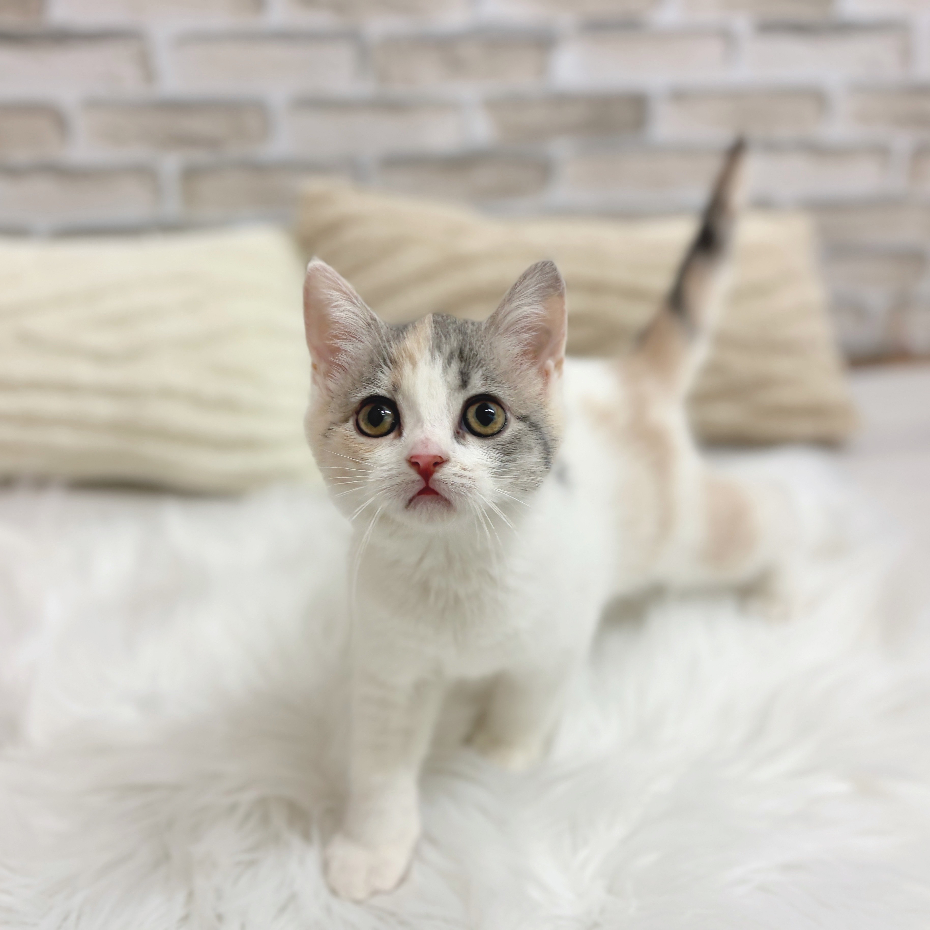 神奈川県のマンチカン (犬の家＆猫の里モザイクモール港北店/2025年7月27日生まれ/女の子/ダイリュートキャリコ)の子猫の2枚目の画像
