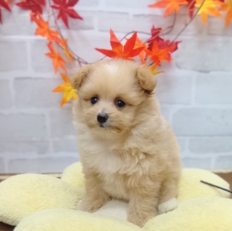 静岡県のポメプー(ポメラニアン×プードル) (犬の家＆猫の里プレ葉ウォーク浜北店/2025年7月26日生まれ/女の子/クリームホワイト)の子犬の2枚目の画像