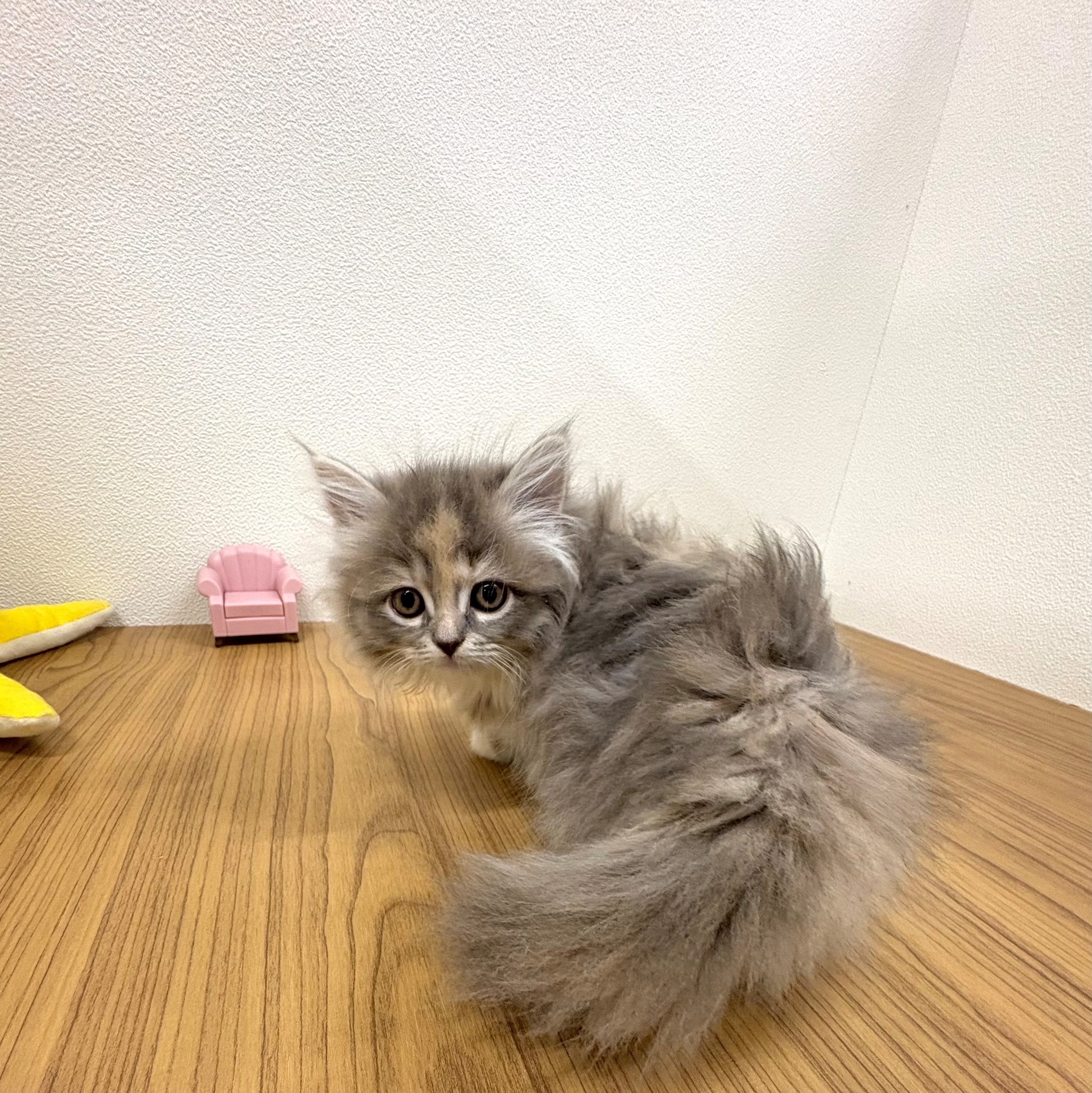 福岡県のサイベリアン (犬の家＆猫の里トリアス久山店/2025年7月24日生まれ/女の子/ブルーパッチドタビーホワイト)の子猫の2枚目の画像