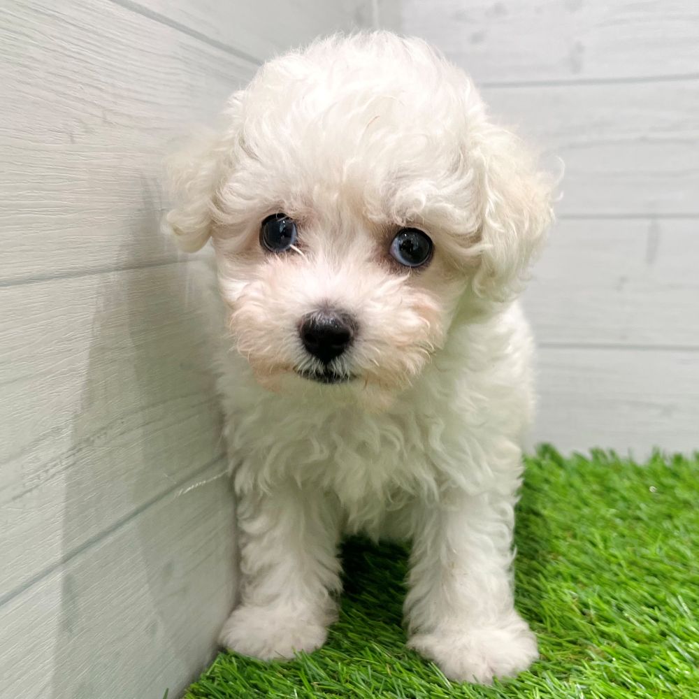 愛知県のビションフリーゼ (犬の家＆猫の里豊田店/2025年7月29日生まれ/男の子/ホワイト)の子犬の2枚目の画像