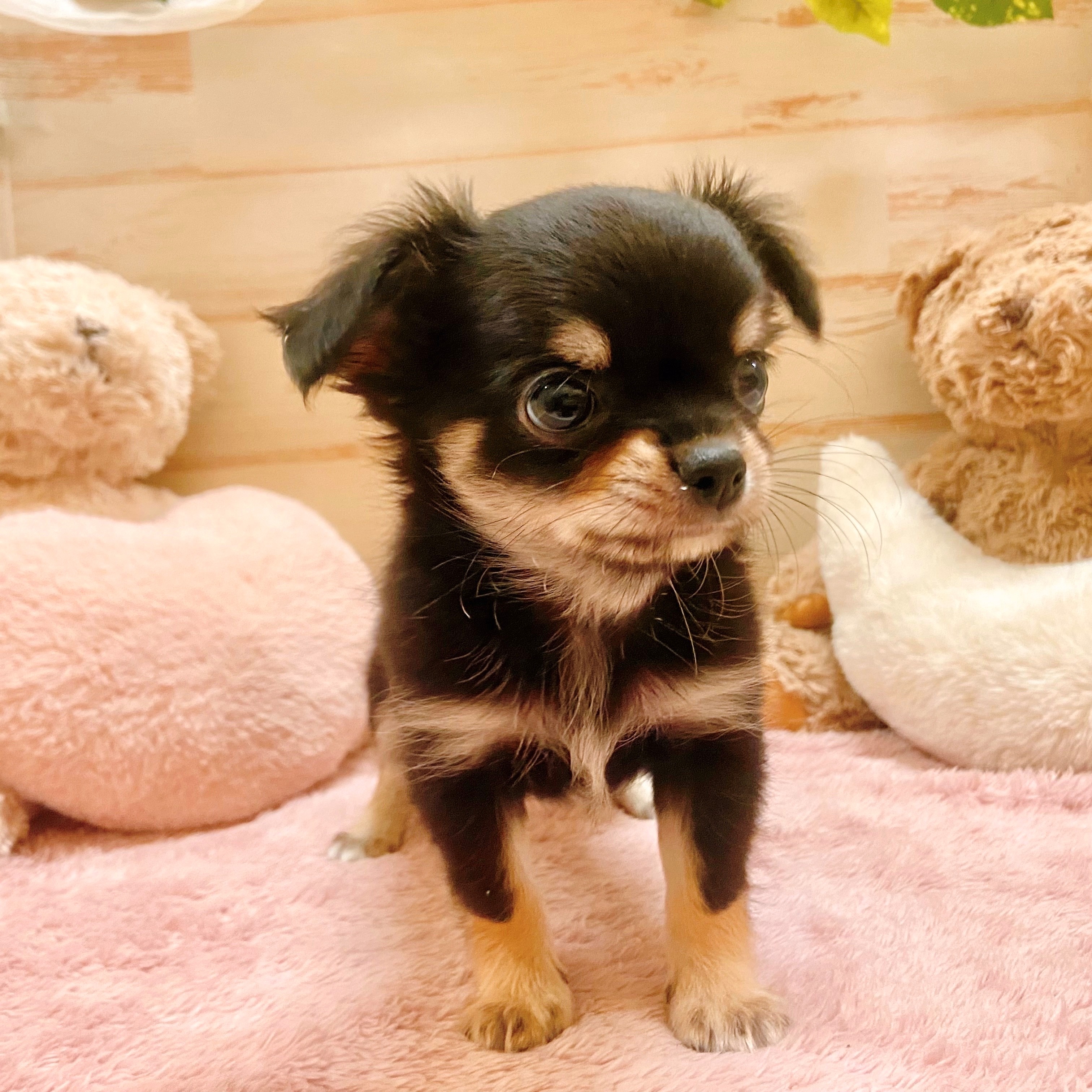 兵庫県のチワックス(チワワ×ダックス) (犬の家＆猫の里神戸店/2025年7月29日生まれ/男の子/ブラッククリーム)の子犬の2枚目の画像
