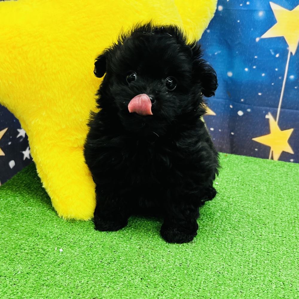 愛知県のポメプー(ポメラニアン×プードル) (犬の家＆猫の里名古屋天白店/2025年7月29日生まれ/男の子/ブラック)の子犬の2枚目の画像