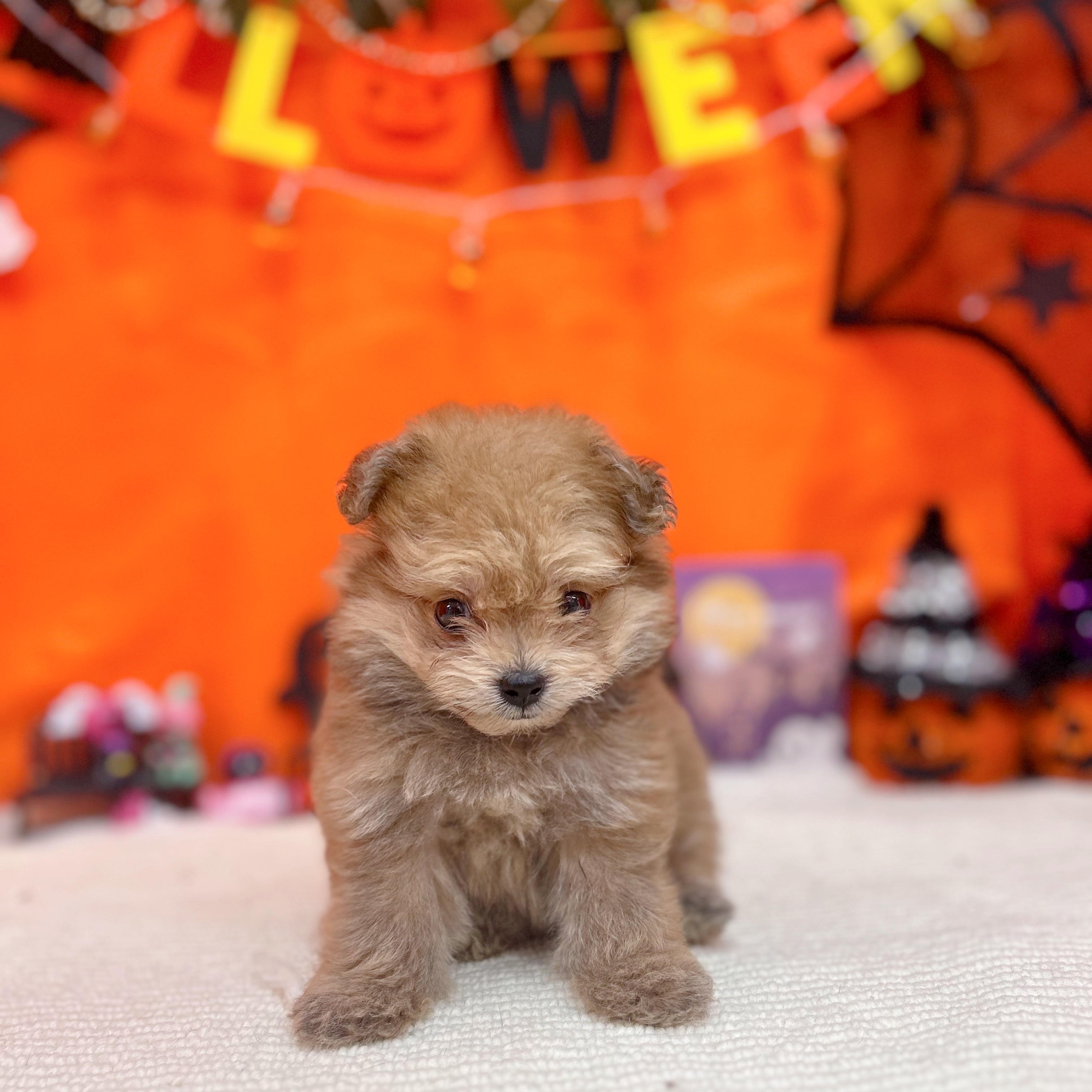 岐阜県のポメプー(ポメラニアン×プードル) (犬の家＆猫の里岐南店/2025年7月29日生まれ/女の子/オレンジ)の子犬の1枚目の画像