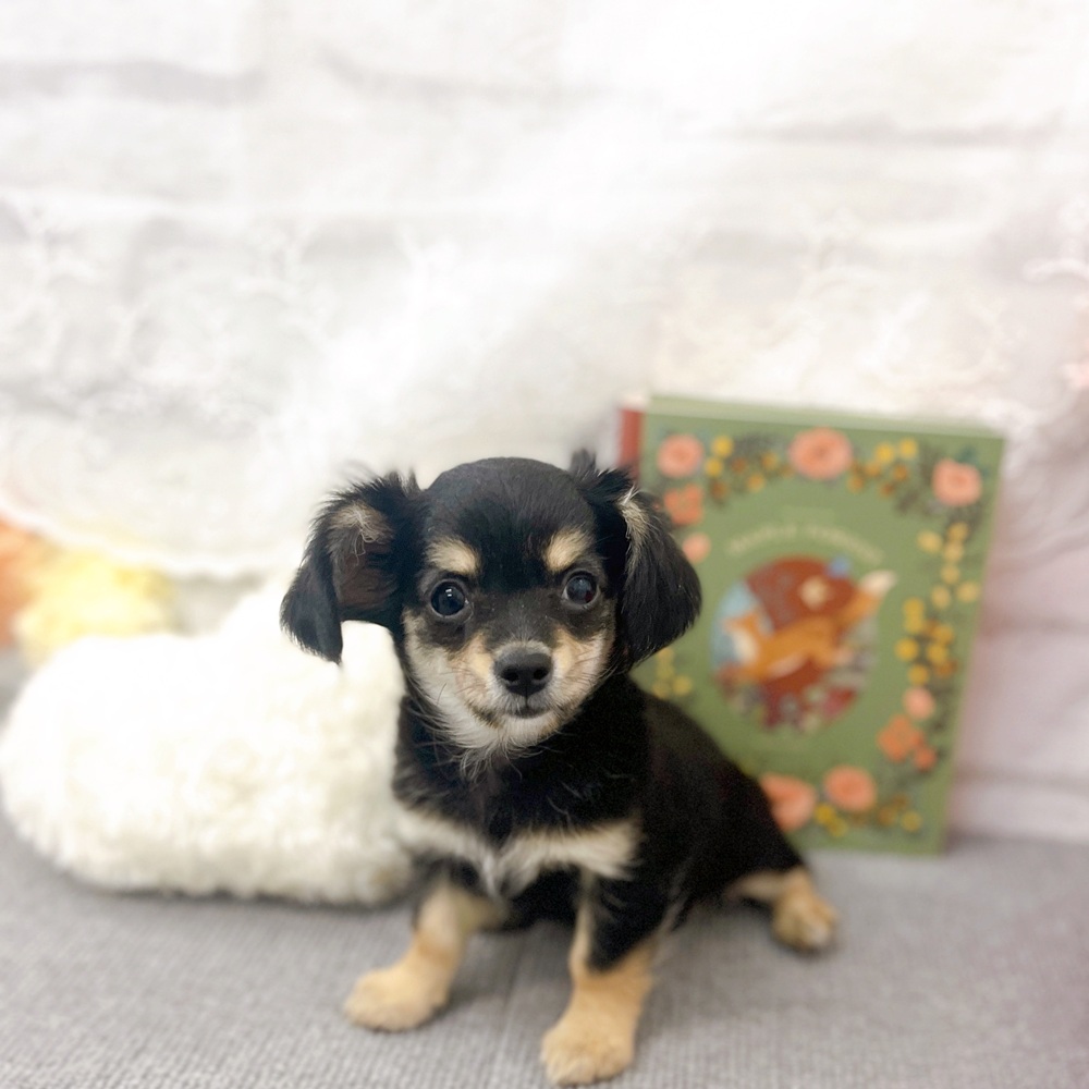 京都府のチワックス(チワワ×ダックス) (犬の家＆猫の里京都樟葉店/2025年7月28日生まれ/女の子/ブラッククリーム)の子犬の2枚目の画像