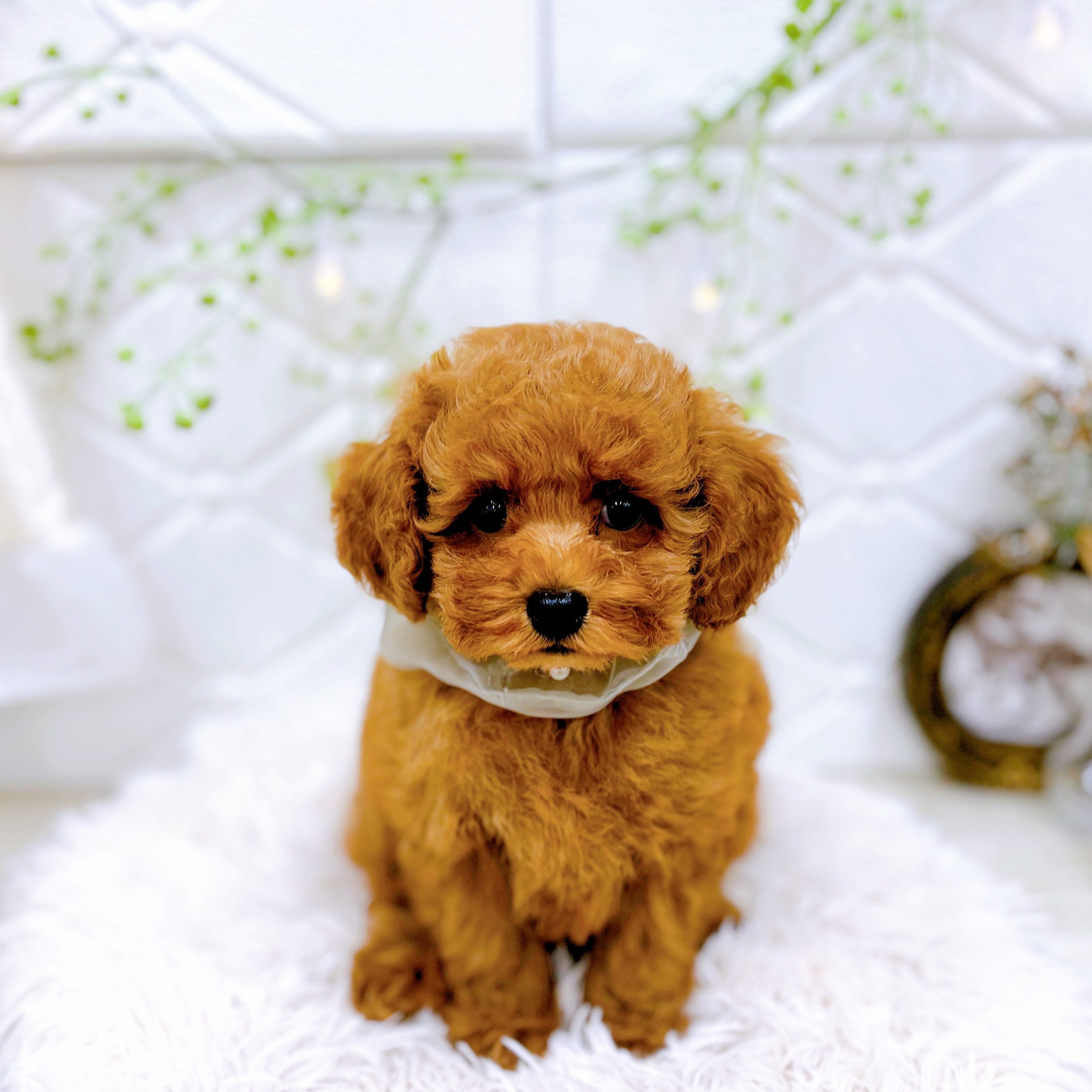 福井県のトイプードル(トイ) (犬の家＆猫の里アミーゴ福井店/2025年7月30日生まれ/男の子/レッドフォーン)の子犬の1枚目の画像