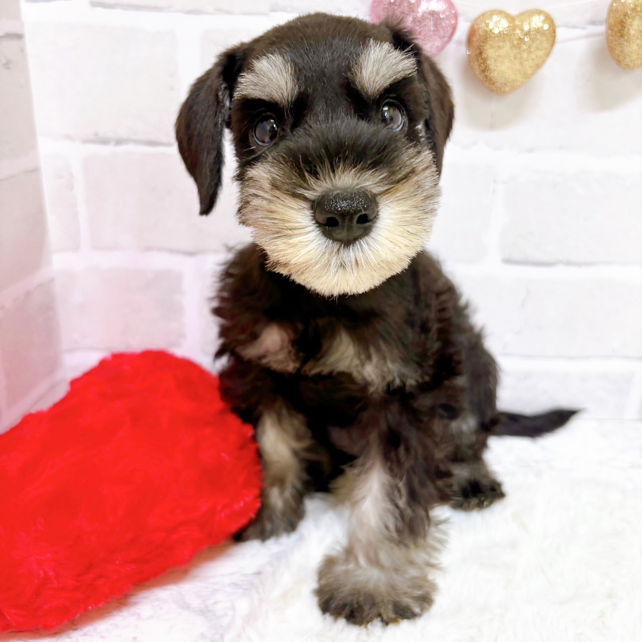 京都府のミニチュアシュナウザー (犬の家＆猫の里京都精華店/2025年7月28日生まれ/女の子/ブラックシルバー)の子犬の1枚目の画像