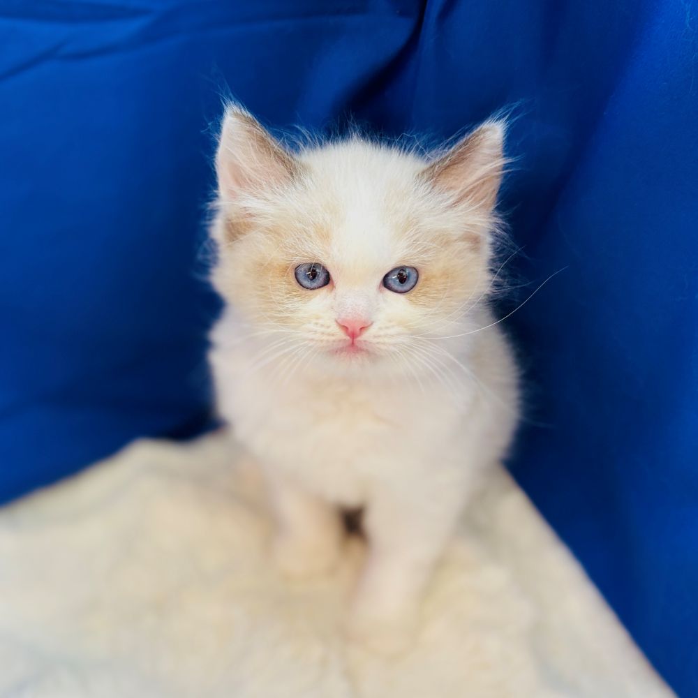 愛知県のラグドール (犬の家＆猫の里愛知刈谷店/2025年7月29日生まれ/男の子/シールポイントバイカラー)の子猫の2枚目の画像
