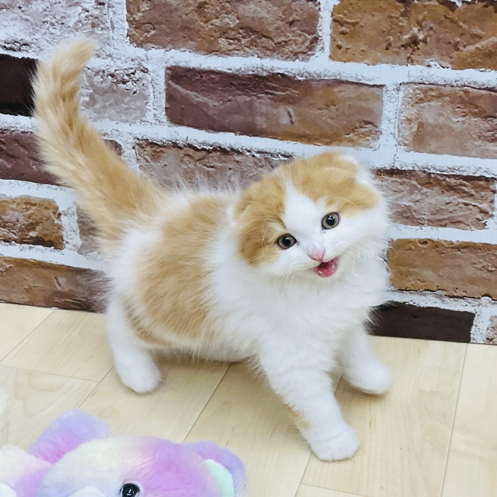 愛知県のスコティッシュフォールド (犬の家＆猫の里七宝店/2025年7月30日生まれ/男の子/レッドタビーホワイト)の子猫の2枚目の画像