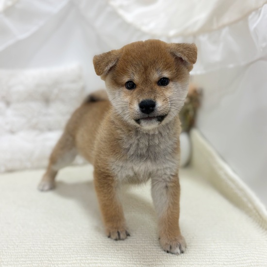 岐阜県の柴犬(標準サイズ) (犬の家＆猫の里カラフルタウン岐阜店/2025年7月27日生まれ/男の子/赤)の子犬の1枚目の画像