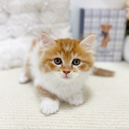 岐阜県のミヌエット (犬の家＆猫の里カラフルタウン岐阜店/2025年7月30日生まれ/男の子/レッドタビーホワイト)の子猫の2枚目の画像