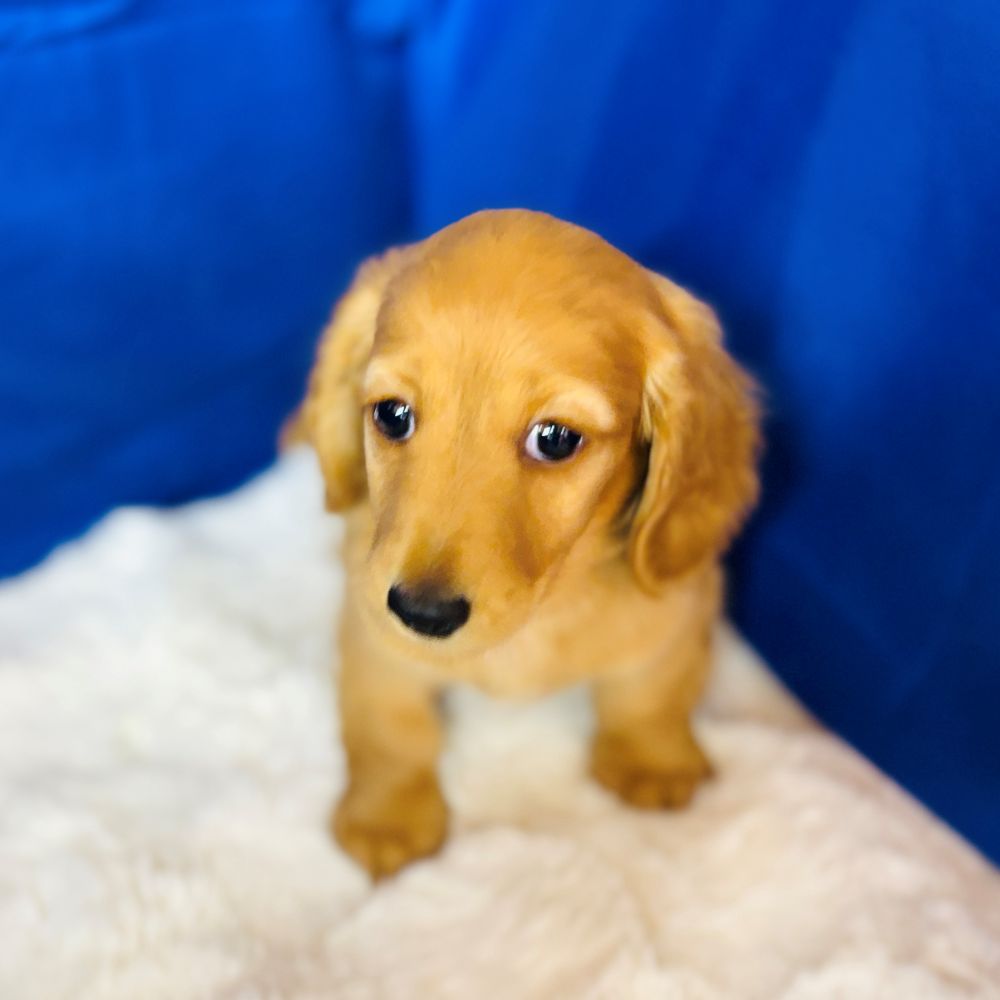 愛知県のミニチュアダックスフンド(ロング) (犬の家＆猫の里愛知刈谷店/2025年7月29日生まれ/男の子/ゴールド)の子犬の2枚目の画像