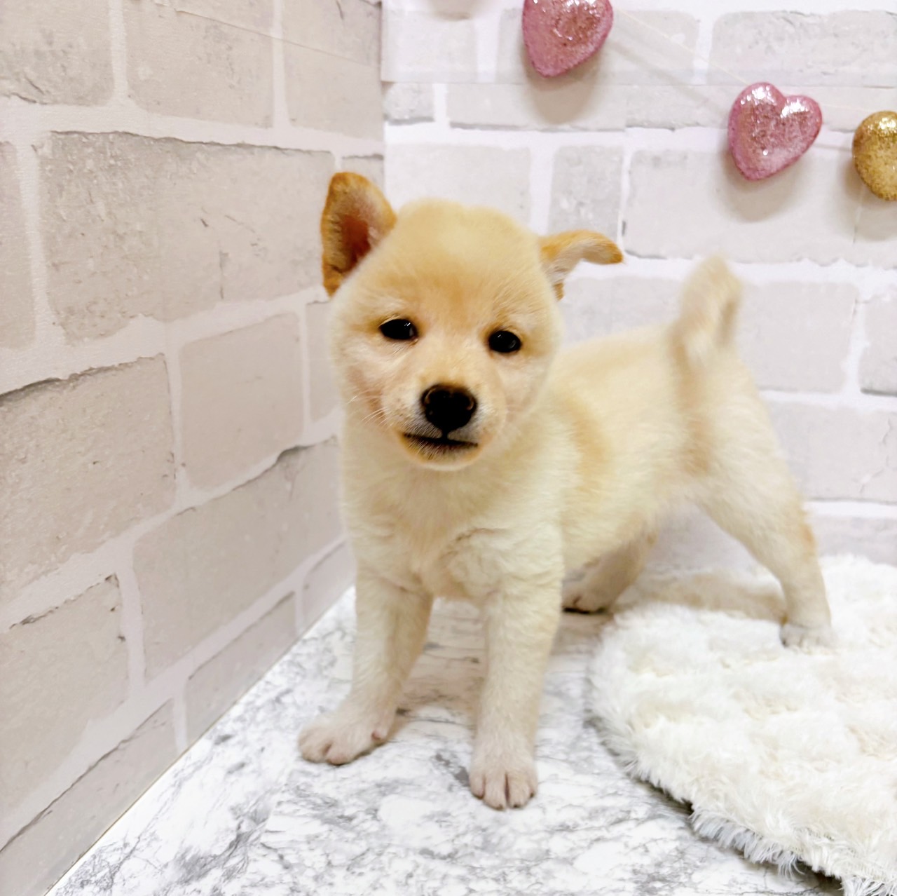 京都府の柴犬(標準サイズ) (犬の家＆猫の里京都精華店/2025年7月30日生まれ/女の子/白)の子犬の2枚目の画像