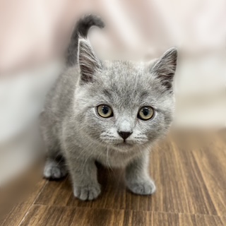 兵庫県のブリティッシュショートヘアー (犬の家＆猫の里カナート西神戸店/2025年7月31日生まれ/男の子/ブルー)の子猫の1枚目の画像