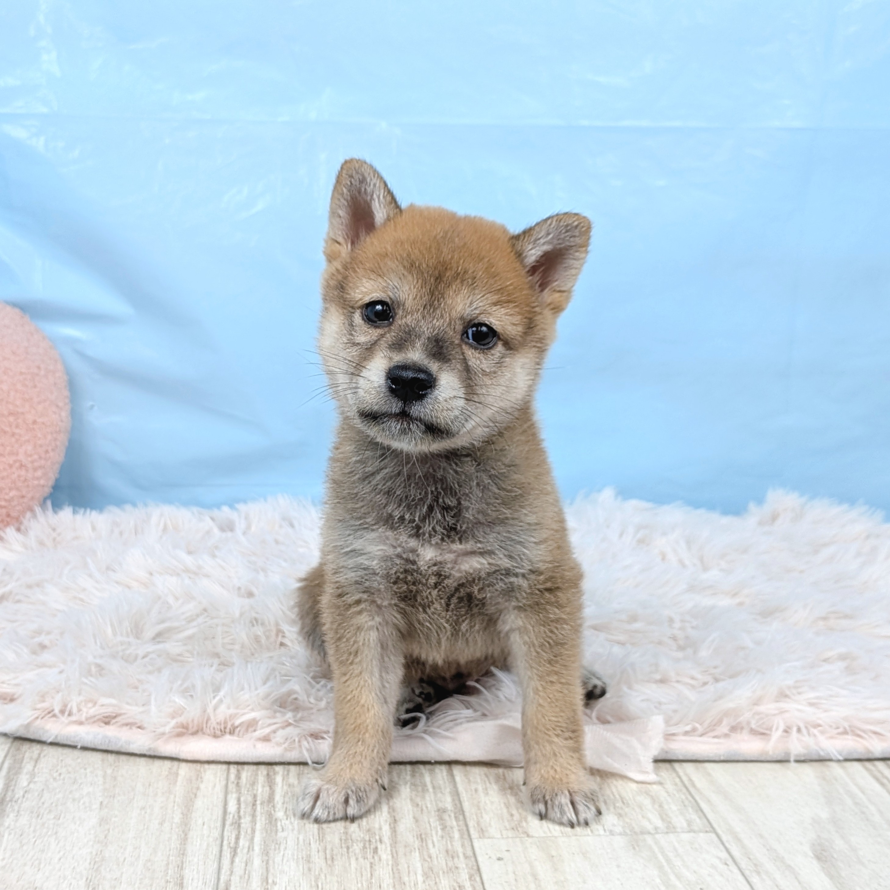 兵庫県の豆柴 (犬の家＆猫の里川西店/2025年7月28日生まれ/男の子/赤)の子犬の1枚目の画像