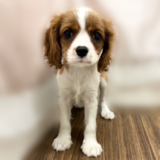 兵庫県のキャバリアキングチャールズスパニエル (犬の家＆猫の里カナート西神戸店/2025年7月31日生まれ/女の子/ブレンハイム)の子犬の2枚目の画像