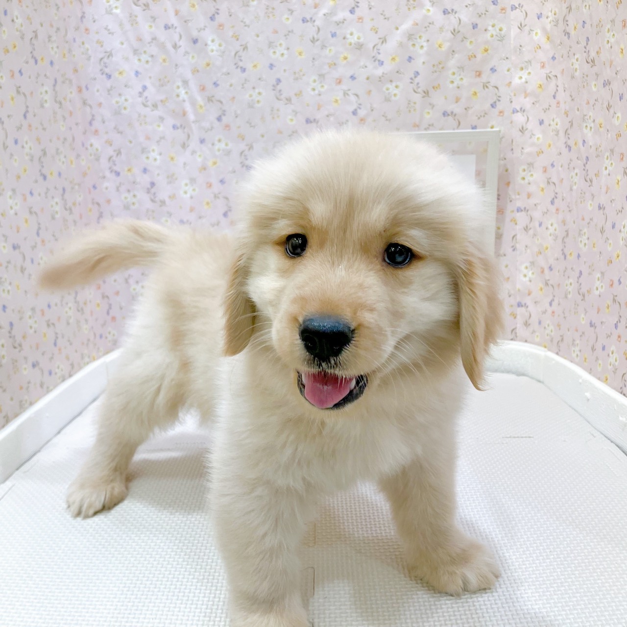 石川県のゴールデンレトリバー (犬の家＆猫の里金沢店/2025年8月1日生まれ/男の子/ゴールデン)の子犬の1枚目の画像