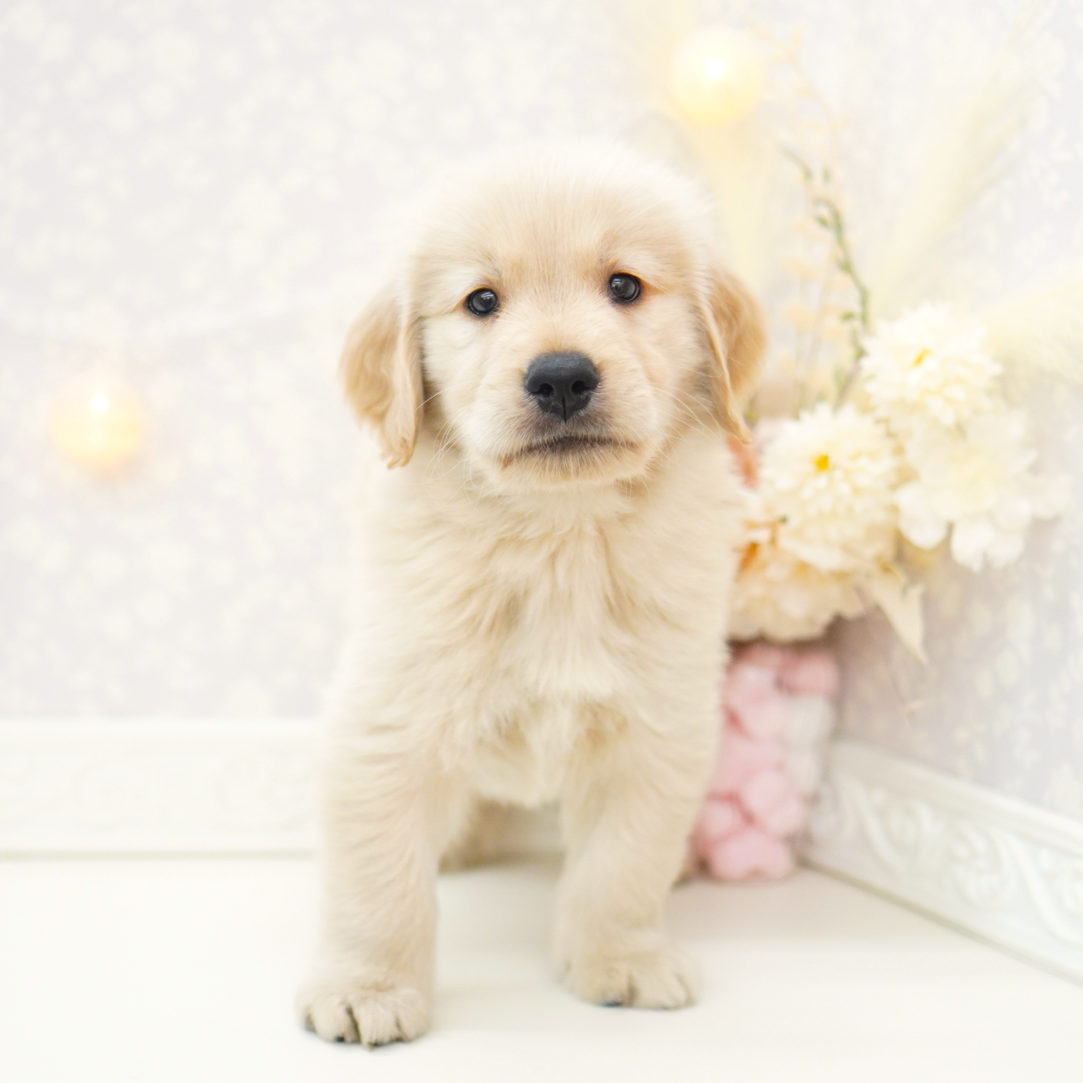 富山県のゴールデンレトリバー (犬の家＆猫の里富山店/2025年8月1日生まれ/男の子/ゴールデン)の子犬の1枚目の画像