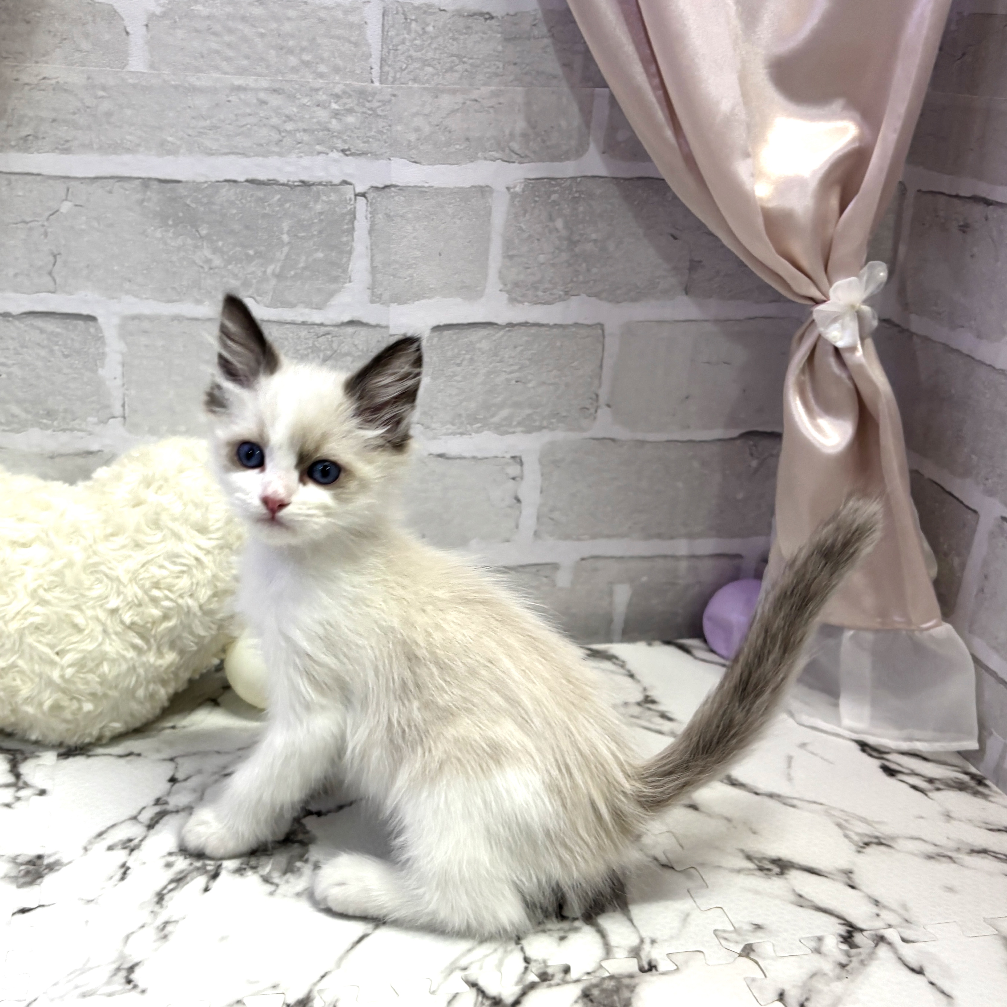 愛知県のラグドール (犬の家＆猫の里岡崎店/2025年7月22日生まれ/男の子/シールポイントバイカラー)の子猫の2枚目の画像