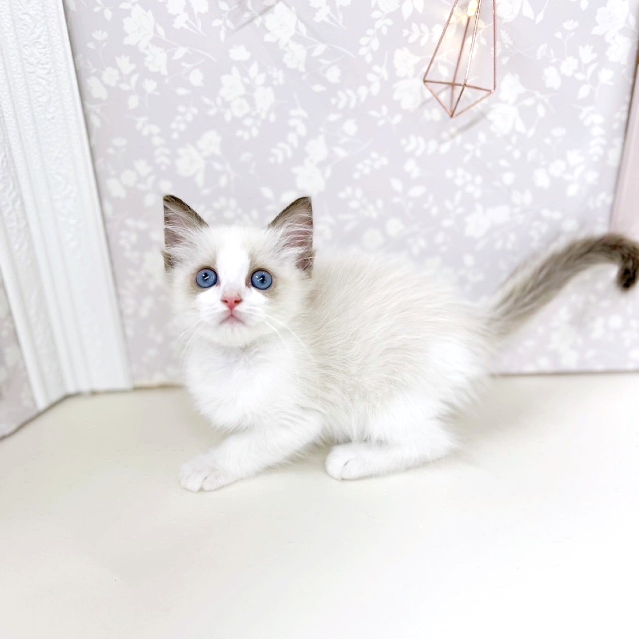 富山県のラグドール (犬の家＆猫の里アミーゴ高岡蓮花寺店/2025年7月22日生まれ/女の子/シールポイントバイカラー)の子猫の2枚目の画像