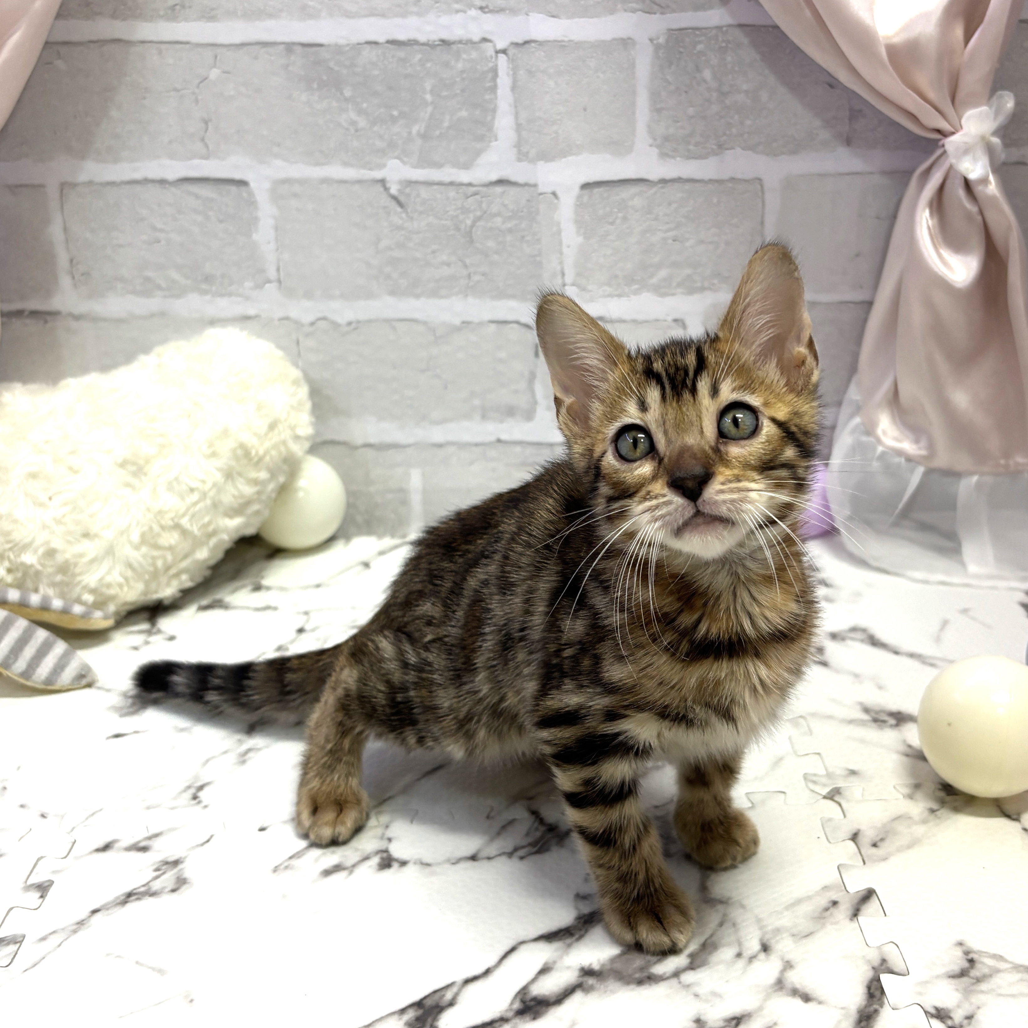 愛知県のベンガル (犬の家＆猫の里岡崎店/2025年7月31日生まれ/男の子/ブラウンスポットタビー)の子猫の2枚目の画像