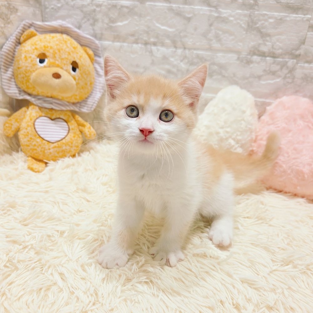 愛知県のマンチカン (犬の家＆猫の里MiO香久山店/2025年7月30日生まれ/男の子/クリームタビーホワイト)の子猫の1枚目の画像