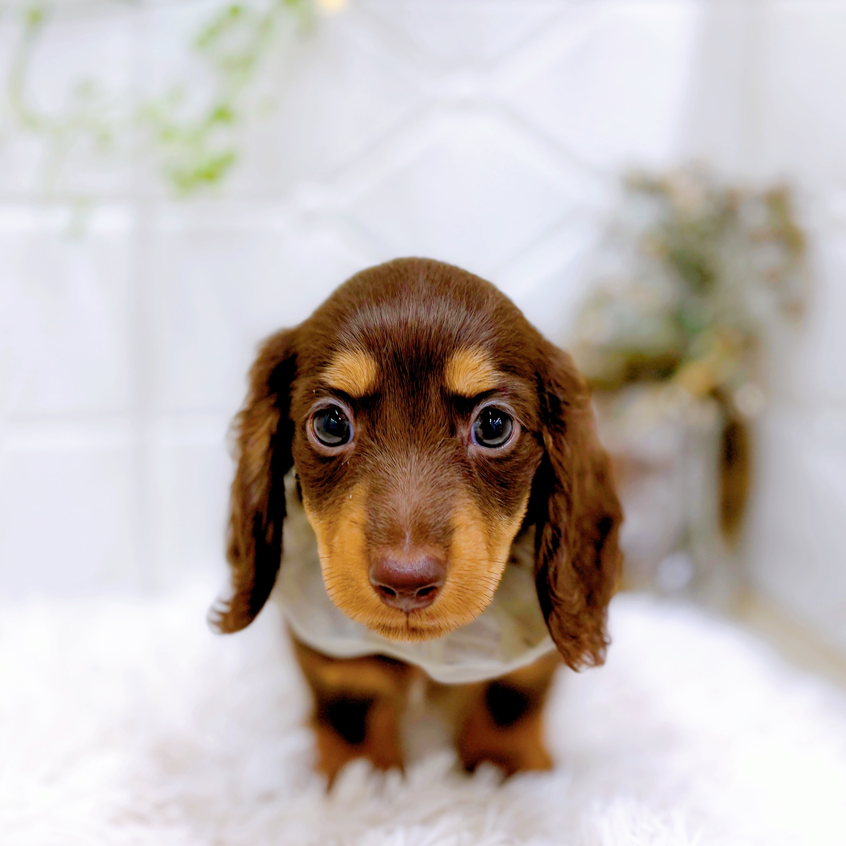 * vintage animal ❀ オレンジグラスアイ *ミニチュア ダックス vintage animal ❀ オレンジグラスアイ *ミニチュア ダックス