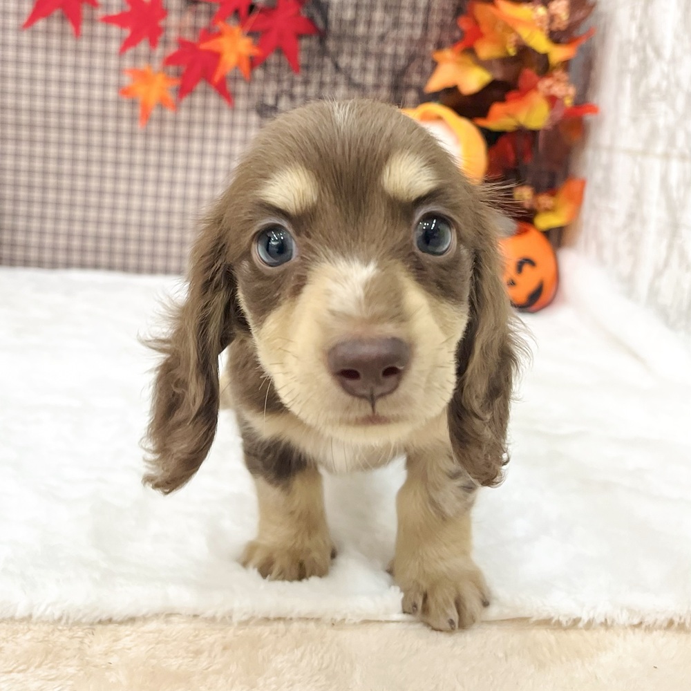 愛知県のミニチュアダックスフンド(ロング) (犬の家＆猫の里エアポートウォーク店/2025年7月30日生まれ/男の子/チョコレートダップル)の子犬の2枚目の画像