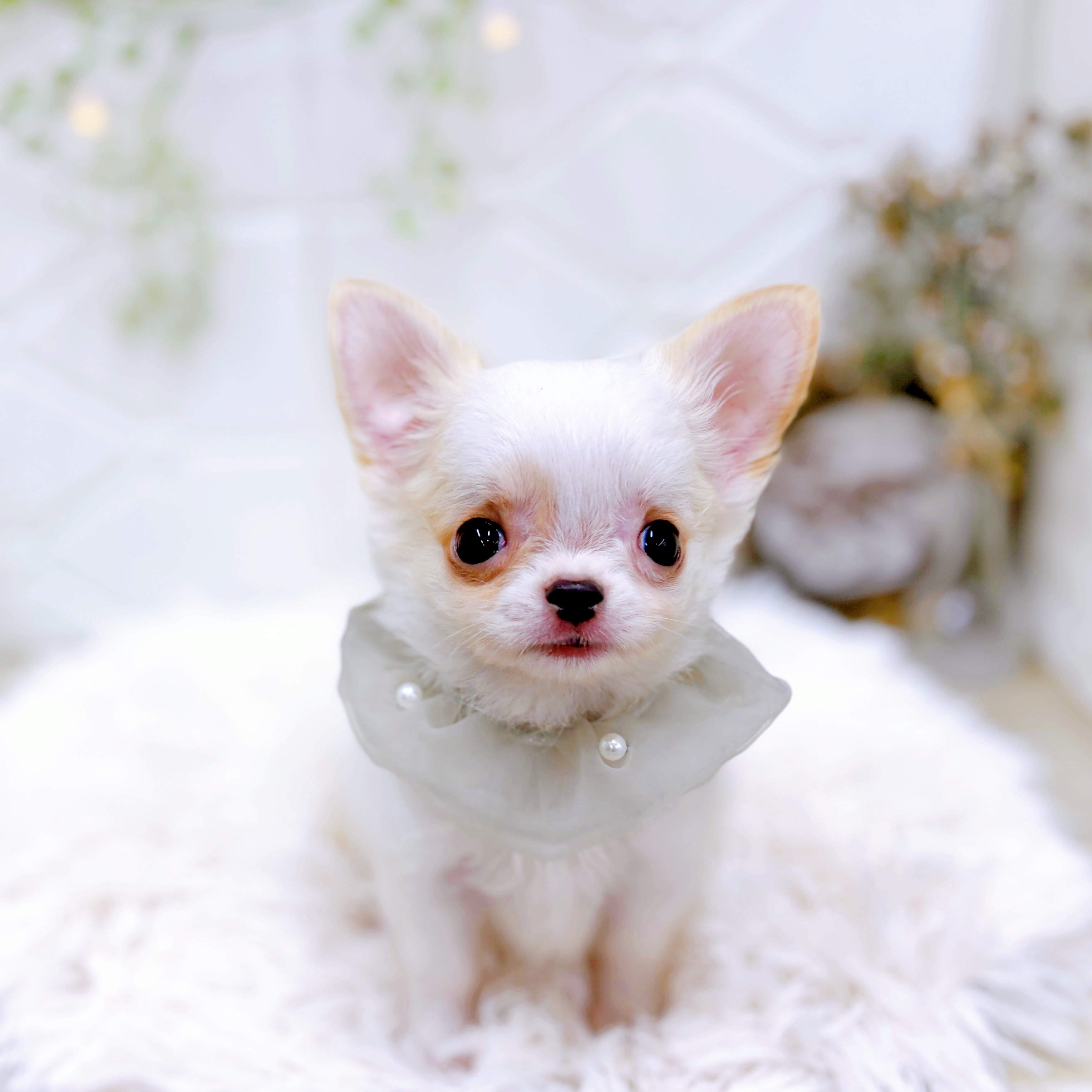 福井県のチワワ(ロング) (犬の家＆猫の里アミーゴ福井店/2025年7月30日生まれ/男の子/ホワイトクリーム)の子犬の1枚目の画像
