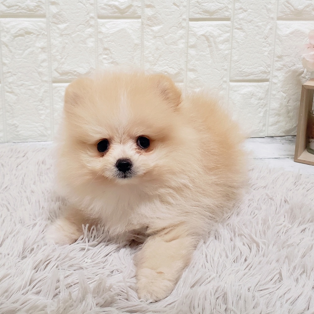 岡山県のポメラニアン (犬の家＆猫の里岡山店/2025年8月1日生まれ/女の子/クリーム)の子犬の2枚目の画像