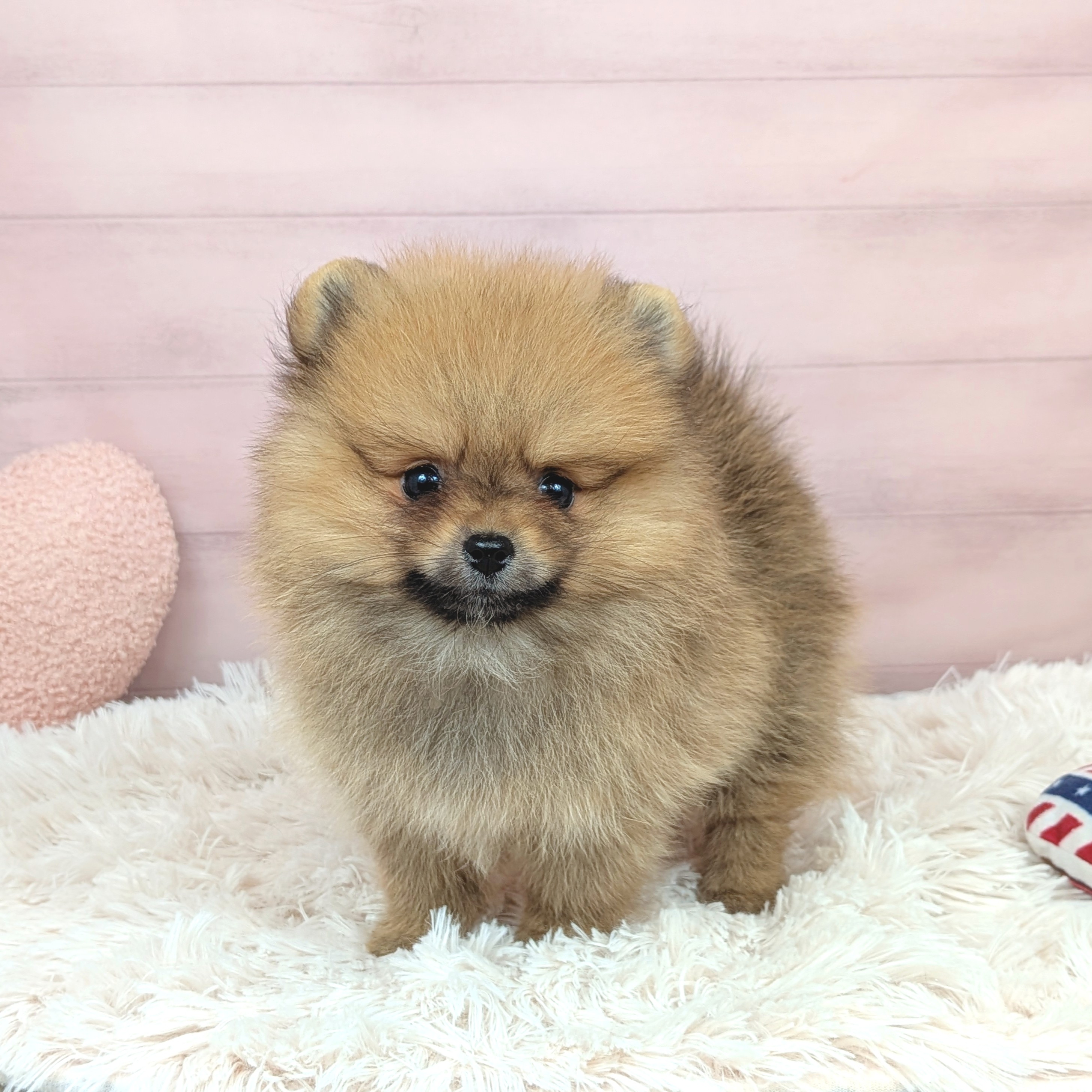兵庫県のポメラニアン (犬の家＆猫の里川西店/2025年8月1日生まれ/女の子/オレンジ)の子犬の1枚目の画像