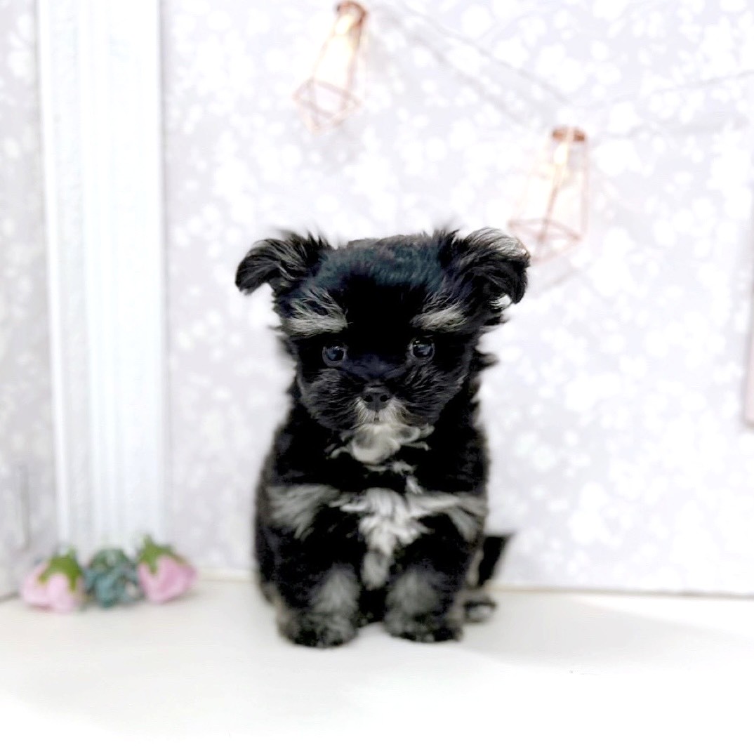 富山県のチワマル/マルチワ(チワワ×マルチーズ) (犬の家＆猫の里アミーゴ高岡蓮花寺店/2025年8月1日生まれ/男の子/ブラッククリーム)の子犬の2枚目の画像