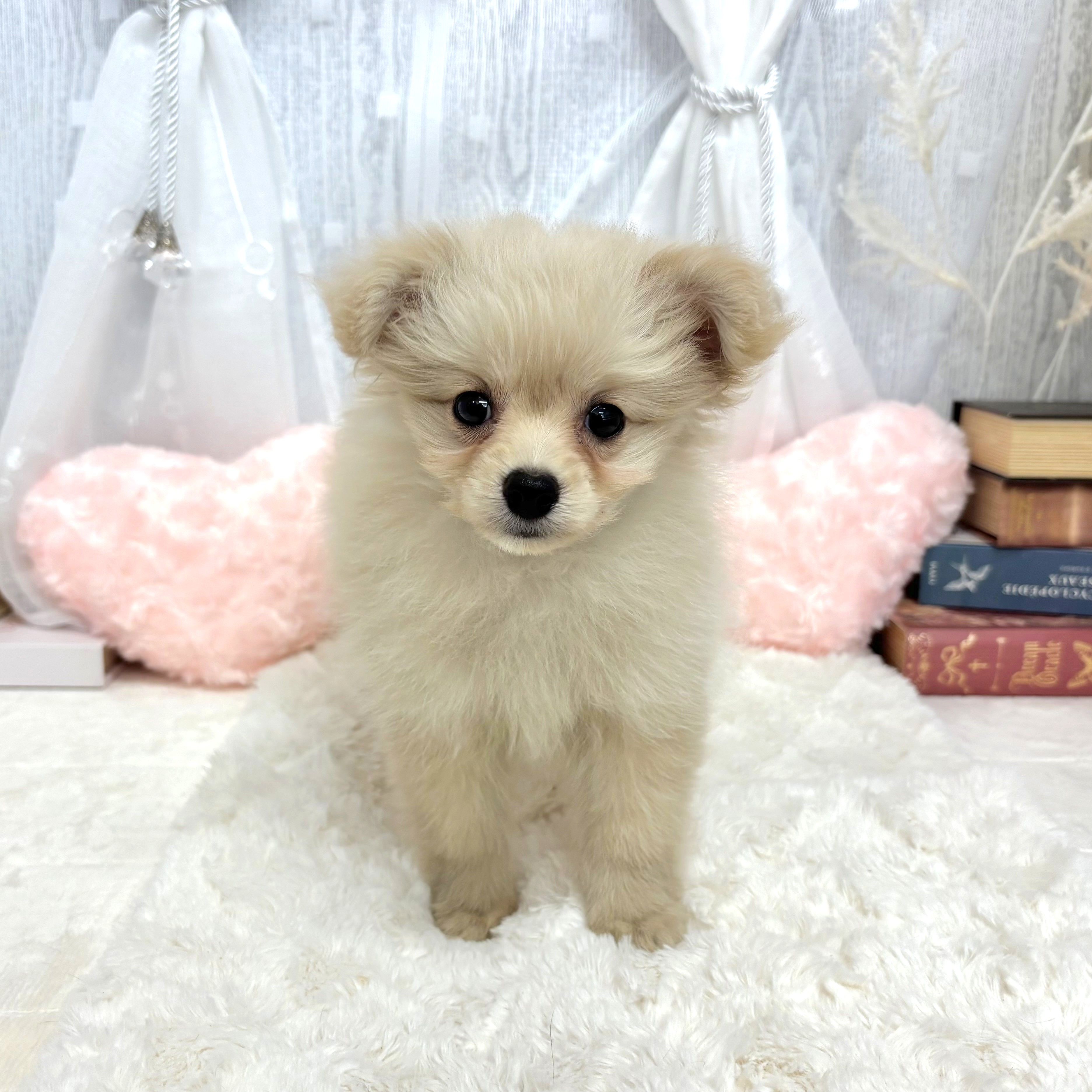 神奈川県のポメプー(ポメラニアン×プードル) (犬の家＆猫の里相模原店/2025年8月2日生まれ/女の子/クリーム)の子犬の2枚目の画像