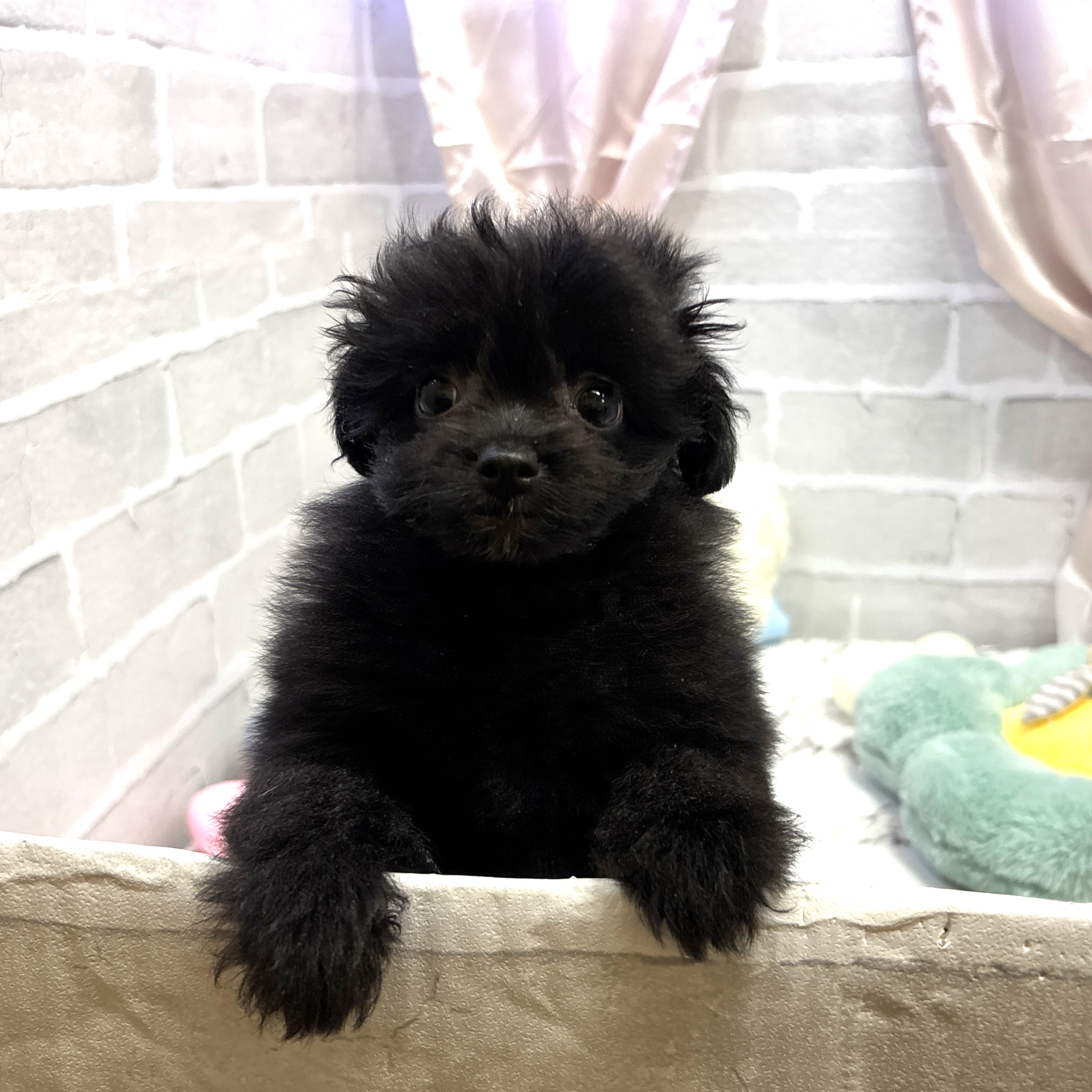 愛知県のポメプー(ポメラニアン×プードル) (犬の家＆猫の里岡崎店/2025年8月2日生まれ/女の子/ブラック)の子犬の2枚目の画像