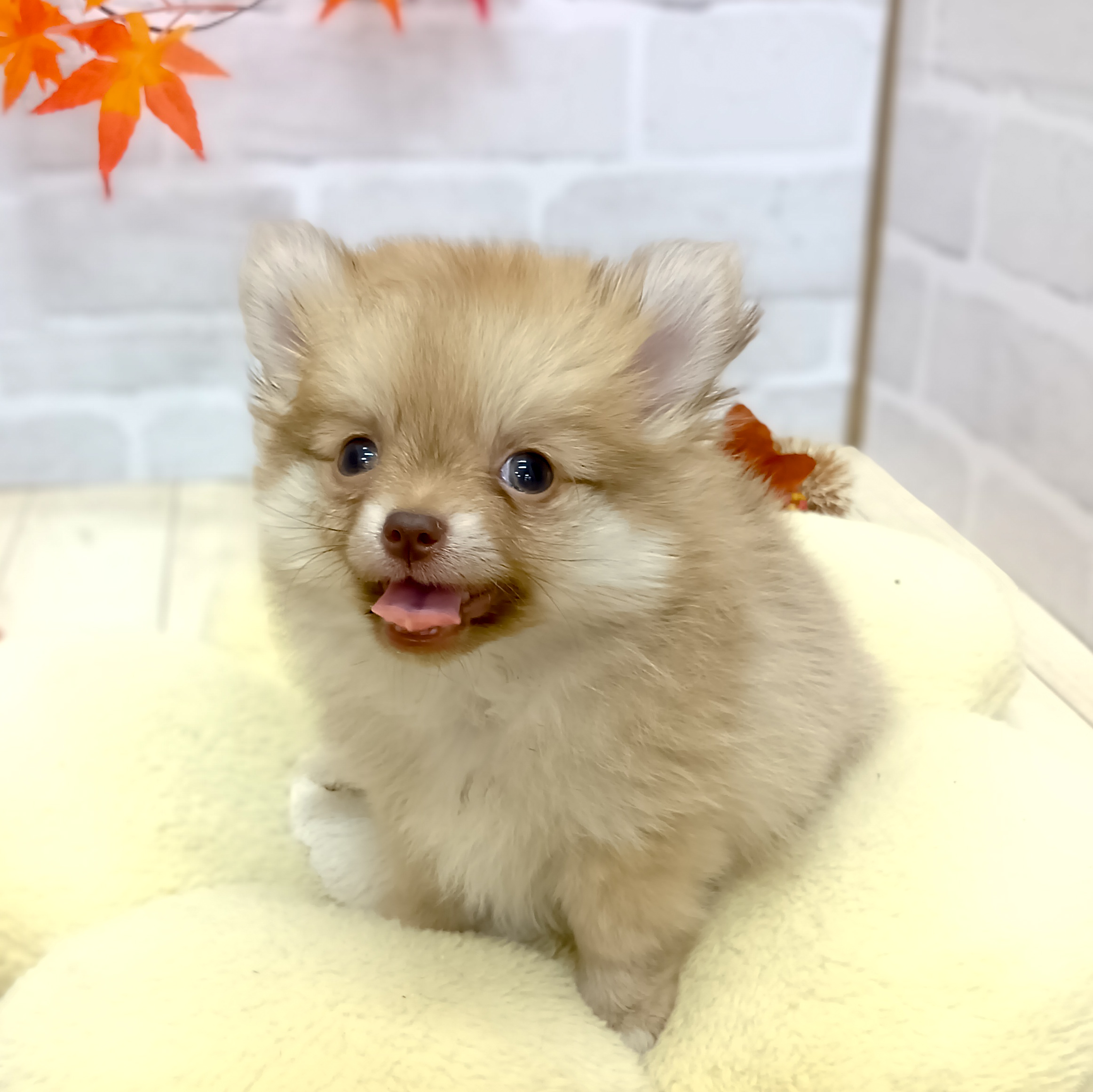 静岡県のポメチワ/チワポメ/ポメチー(ポメラニアン×チワワ) (犬の家＆猫の里プレ葉ウォーク浜北店/2025年7月31日生まれ/女の子/チョコレートフォーン)の子犬の2枚目の画像