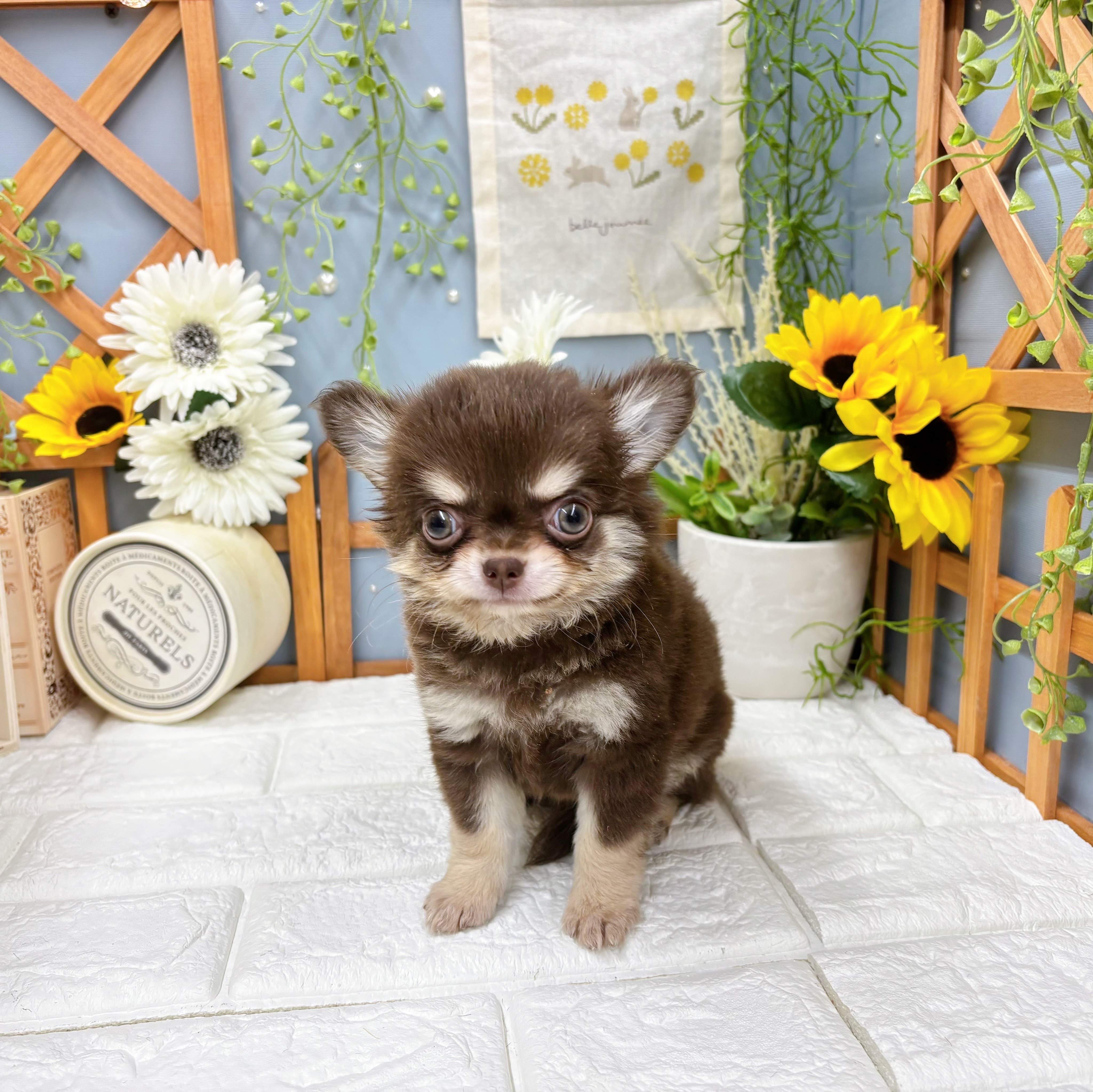 千葉県のチワワ(ロング) (犬の家＆猫の里ワンズモール稲毛店/2025年8月3日生まれ/女の子/チョコレートクリーム)の子犬の2枚目の画像