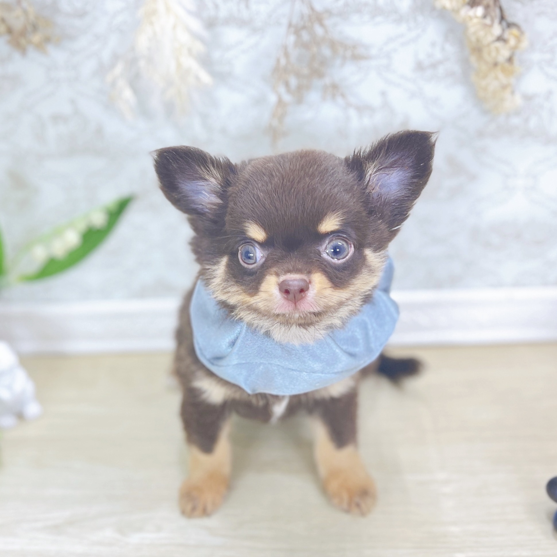 福井県のチワワ(ロング) (犬の家＆猫の里アミーゴ福井大和田店/2025年8月3日生まれ/男の子/チョコレートタン)の子犬の2枚目の画像