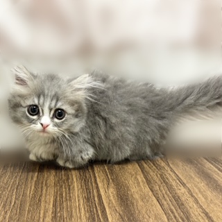 兵庫県のミヌエット (犬の家＆猫の里カナート西神戸店/2025年7月27日生まれ/女の子/ブルータビーホワイト)の子猫の2枚目の画像