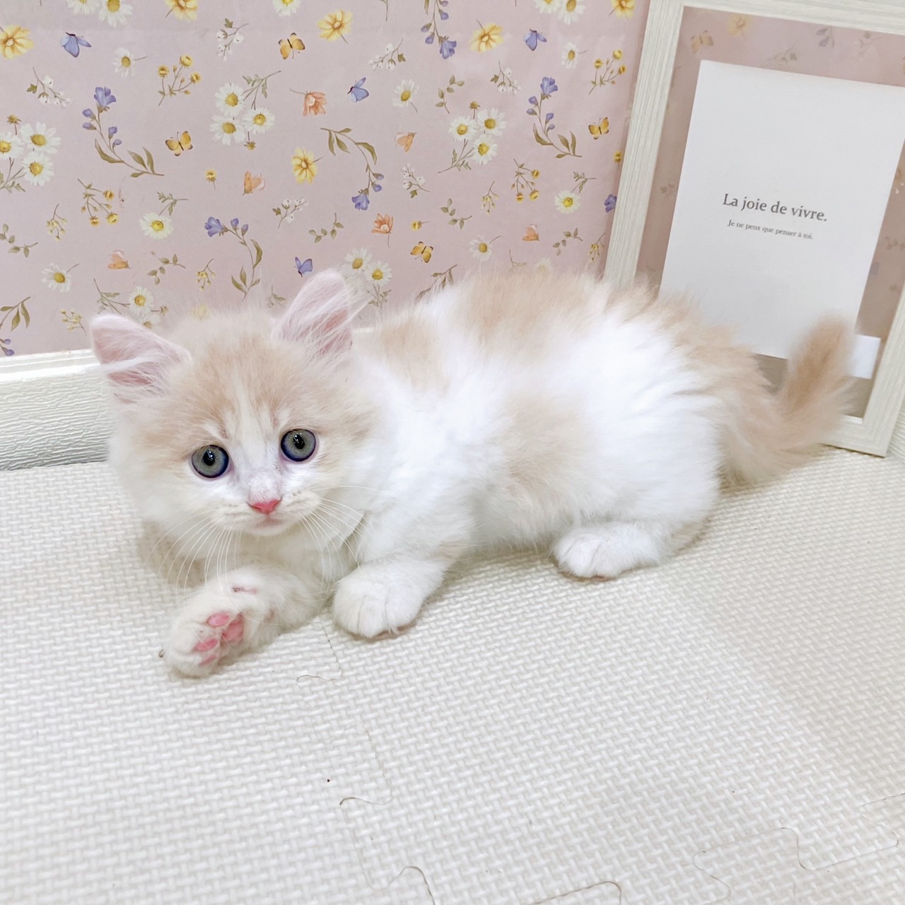 石川県のミヌエット (犬の家＆猫の里金沢店/2025年7月27日生まれ/女の子/クリームタビーホワイト)の子猫の2枚目の画像