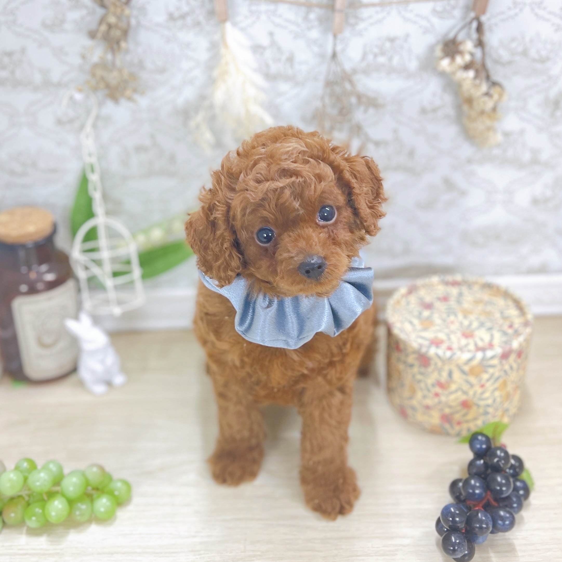 福井県のトイプードル(トイ) (犬の家＆猫の里アミーゴ福井大和田店/2025年8月2日生まれ/男の子/レッド)の子犬の2枚目の画像