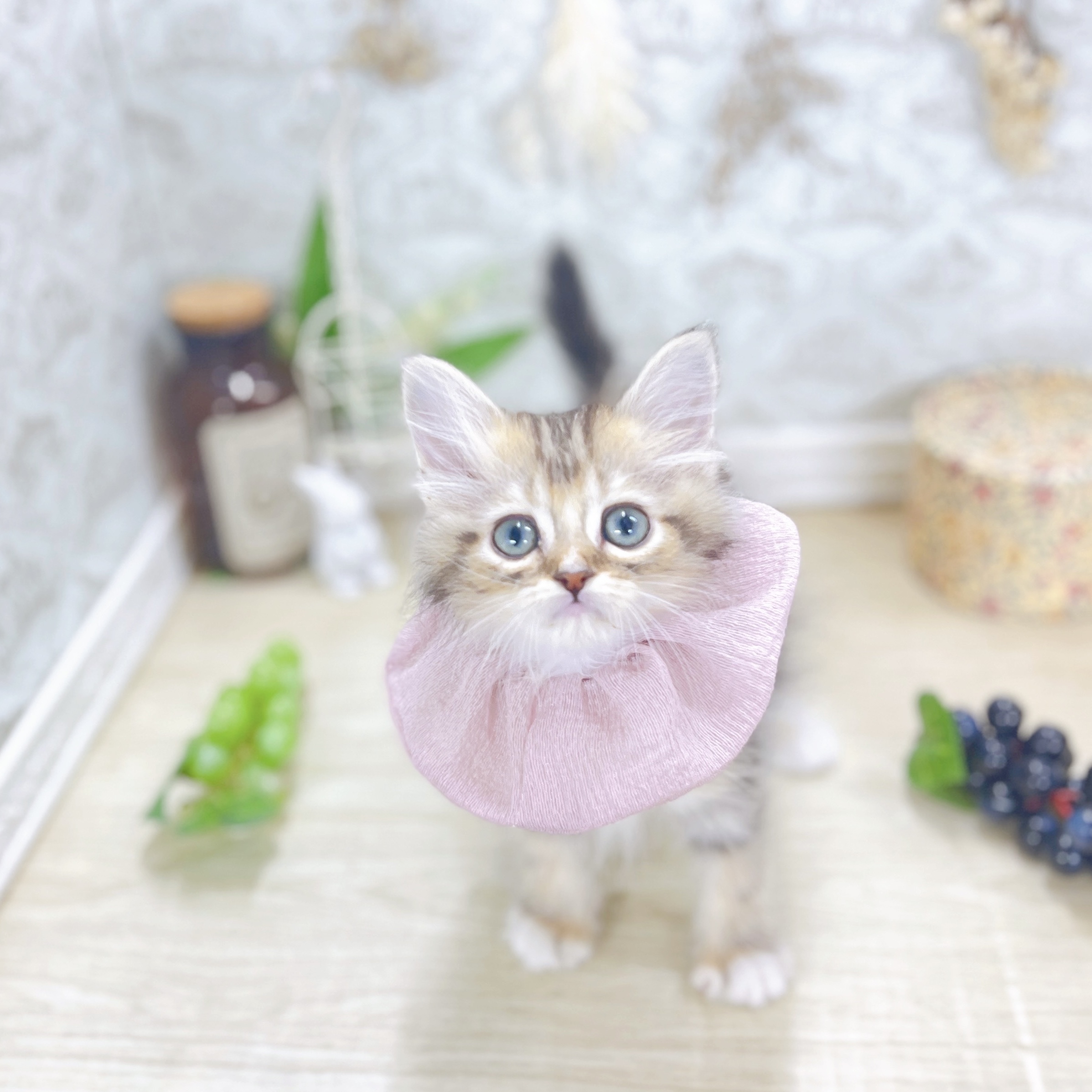 福井県のミヌエット (犬の家＆猫の里アミーゴ福井大和田店/2025年7月28日生まれ/女の子/ブラウンタビーホワイト)の子猫の2枚目の画像